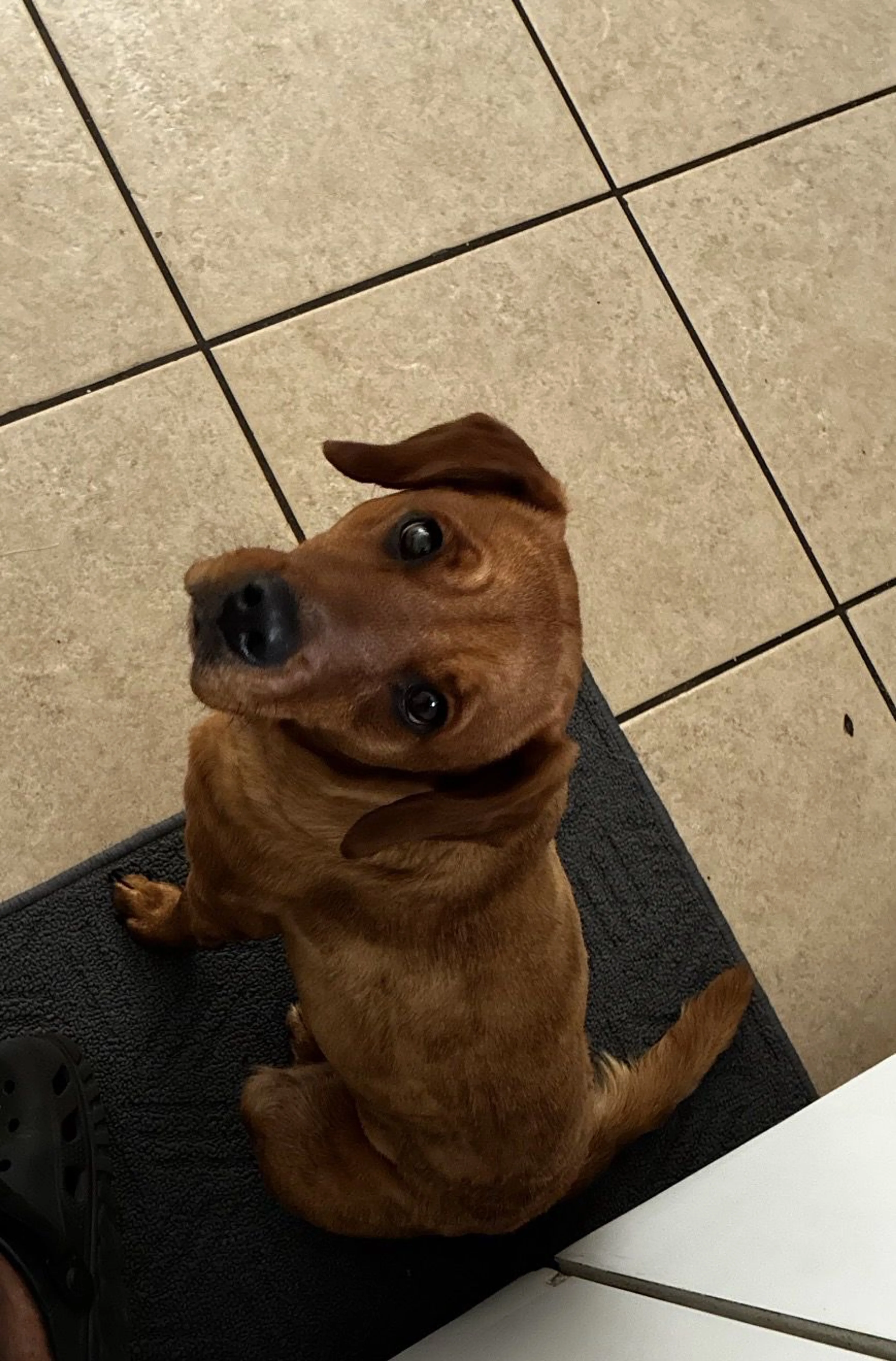 Lost pet