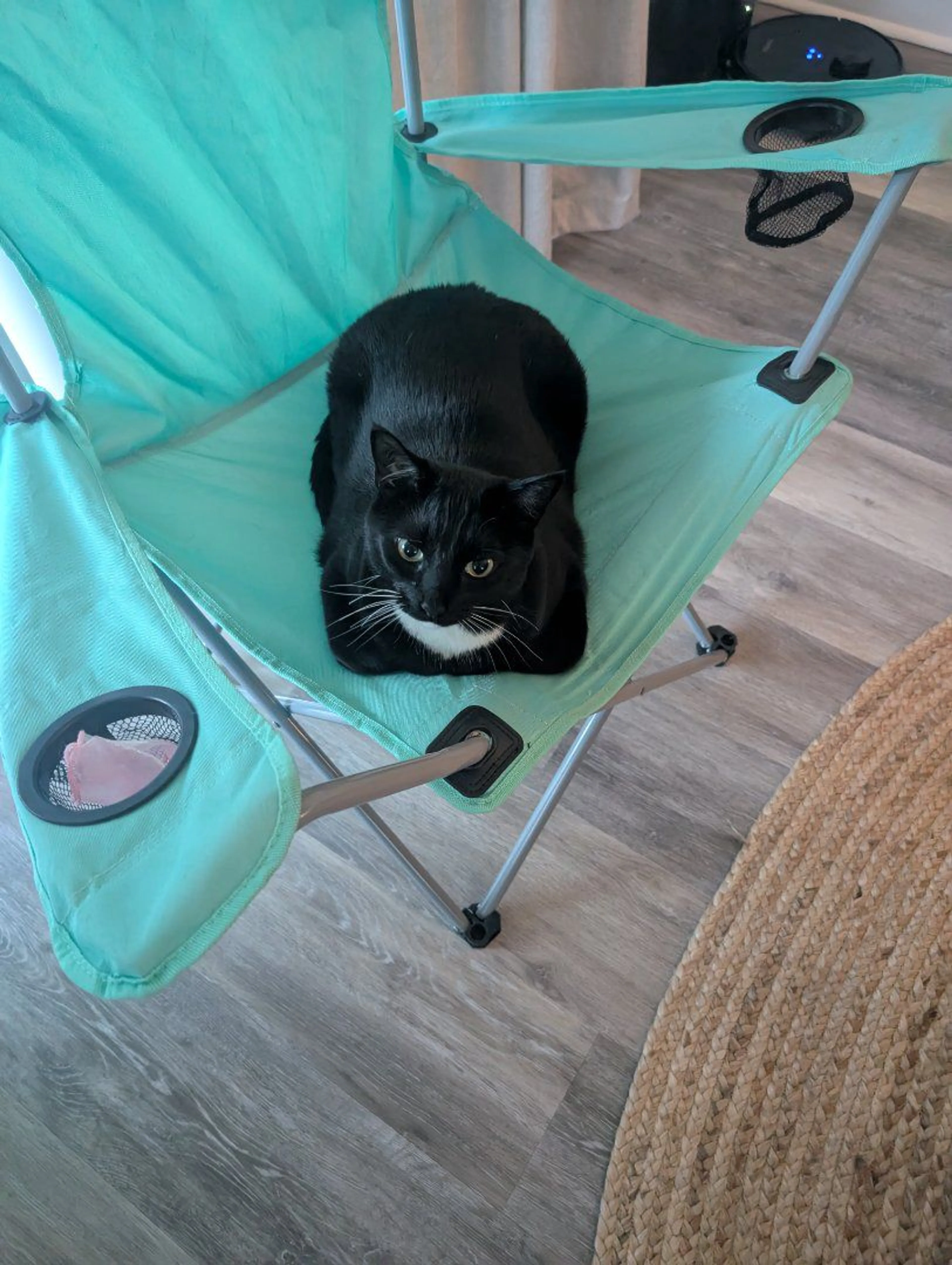 Lost pet-1
