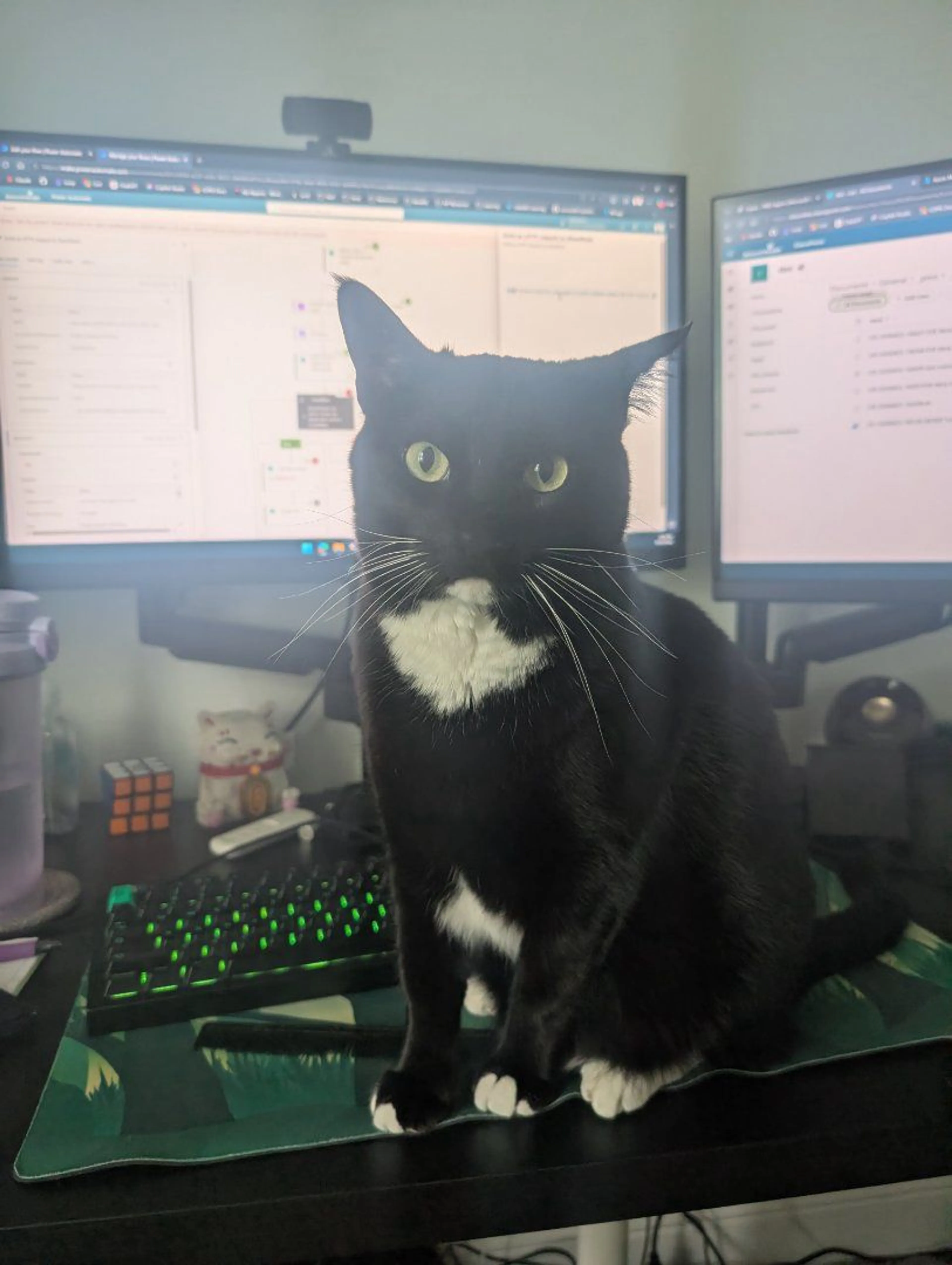 Lost pet-0