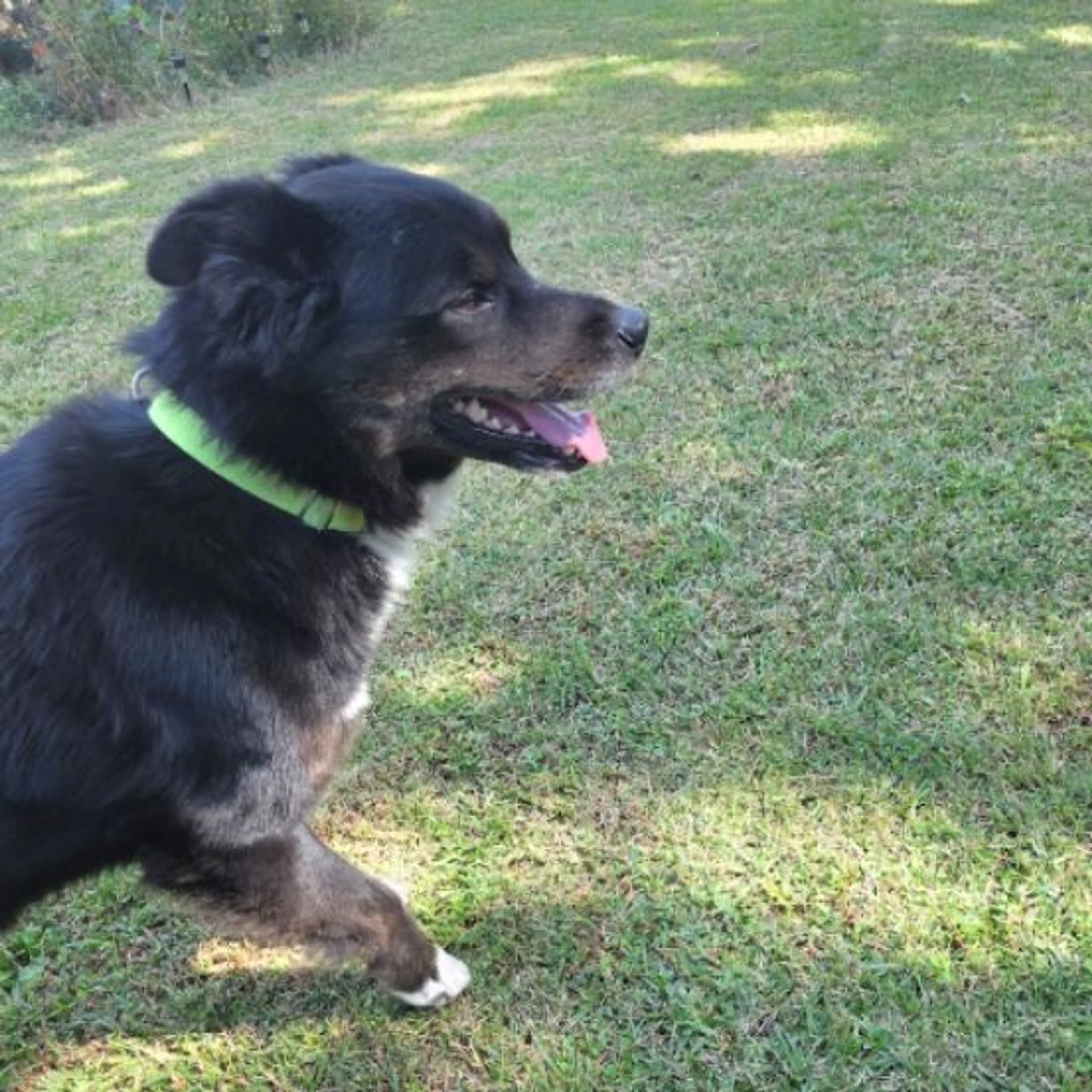 Lost pet
