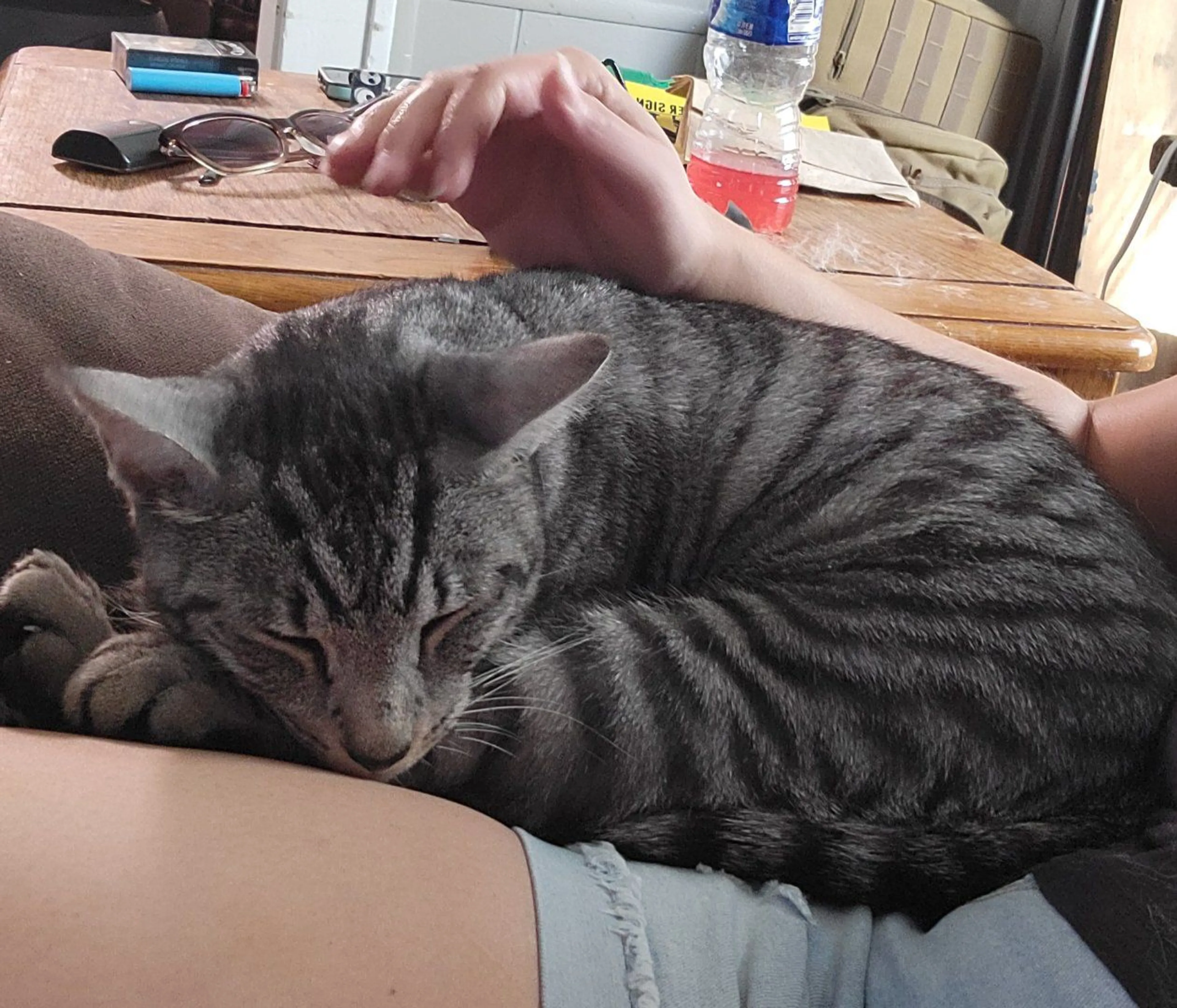 Lost pet-2