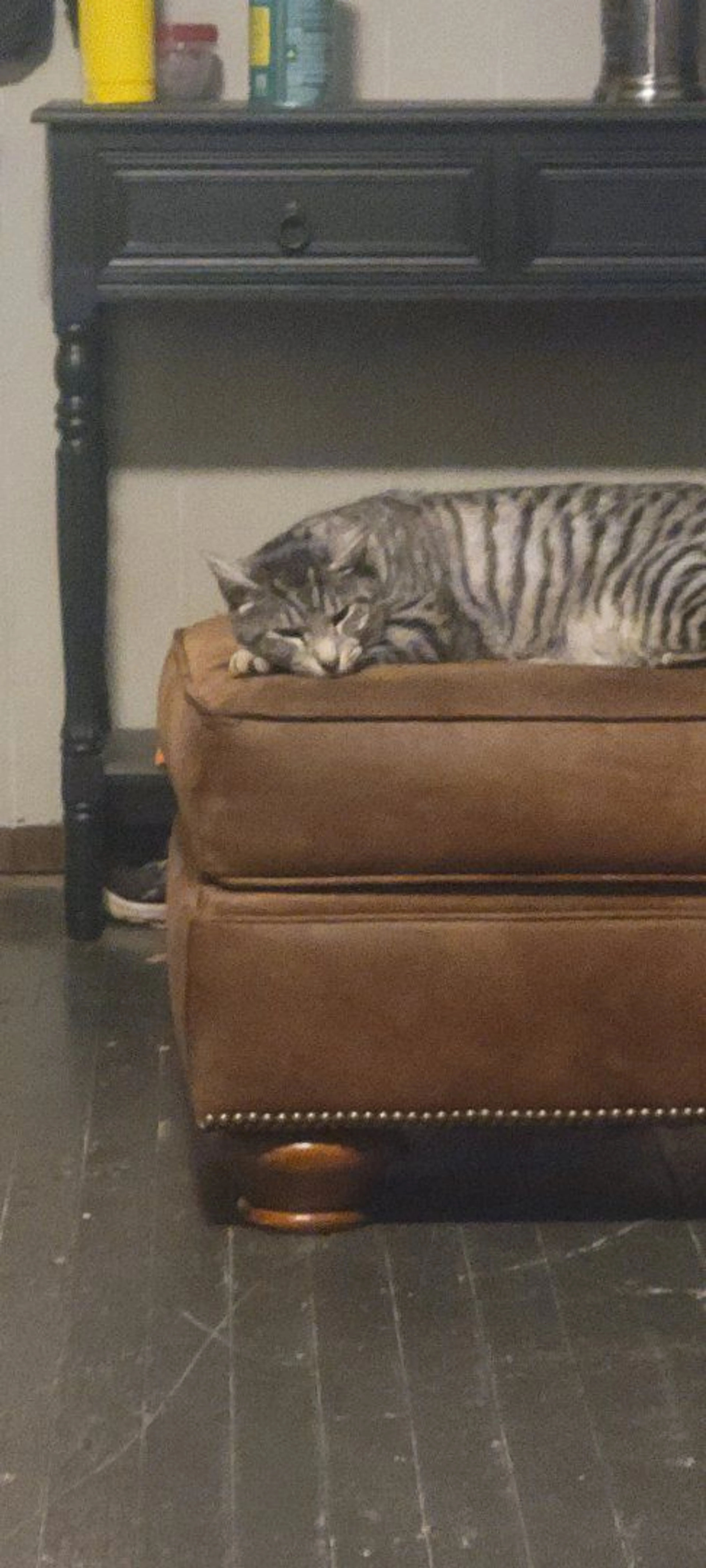 Lost pet-0