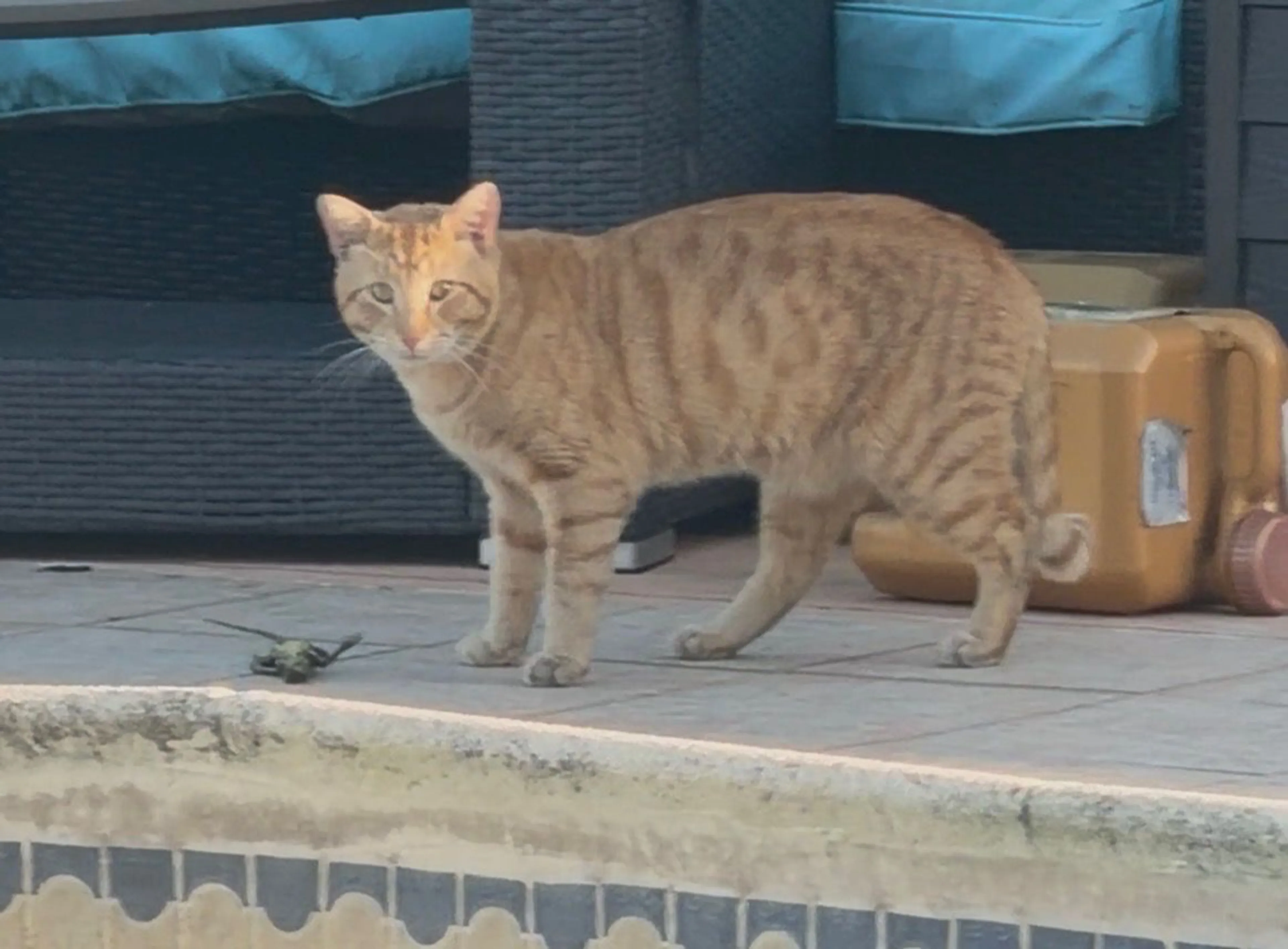 Lost pet-1