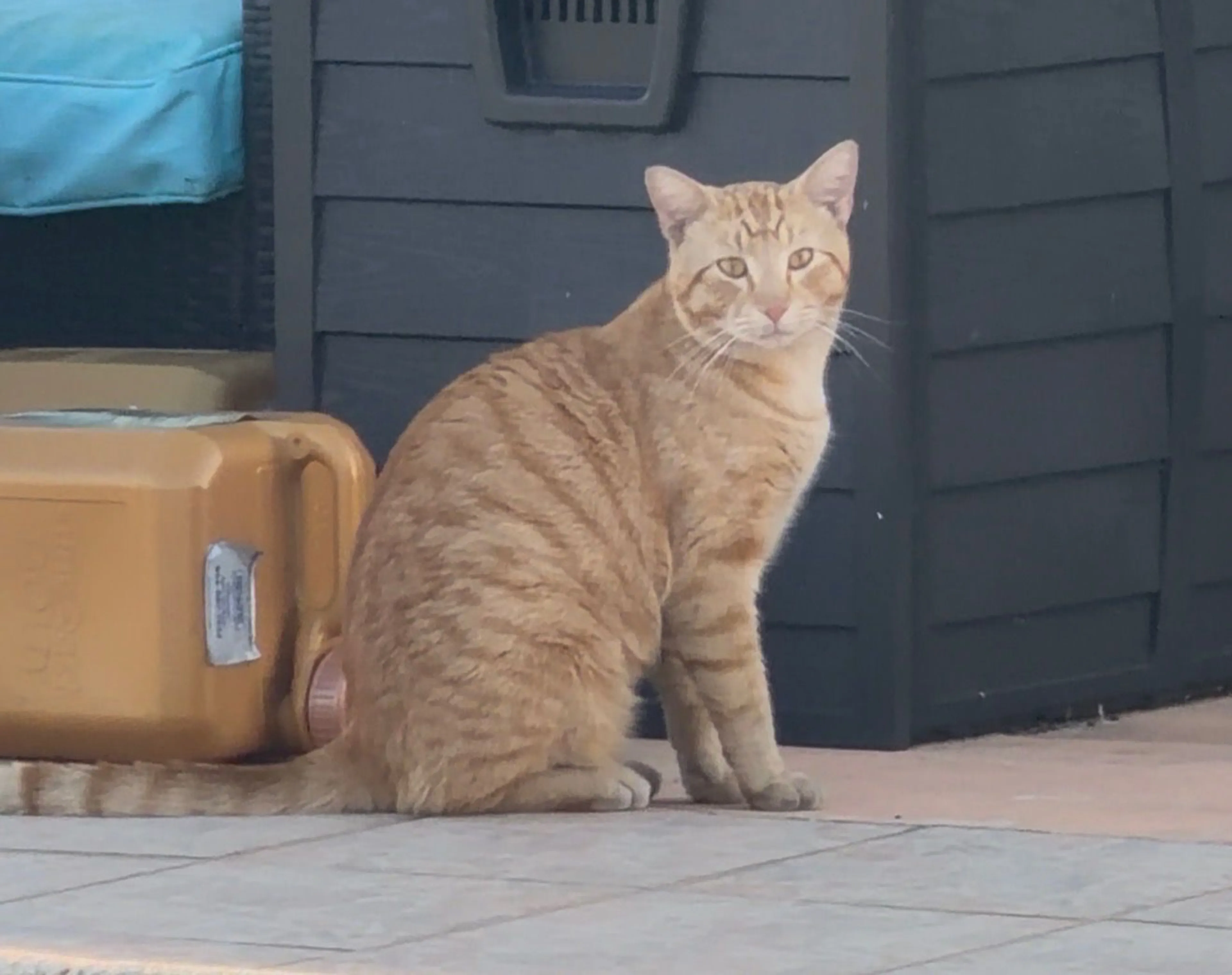 Lost pet-0