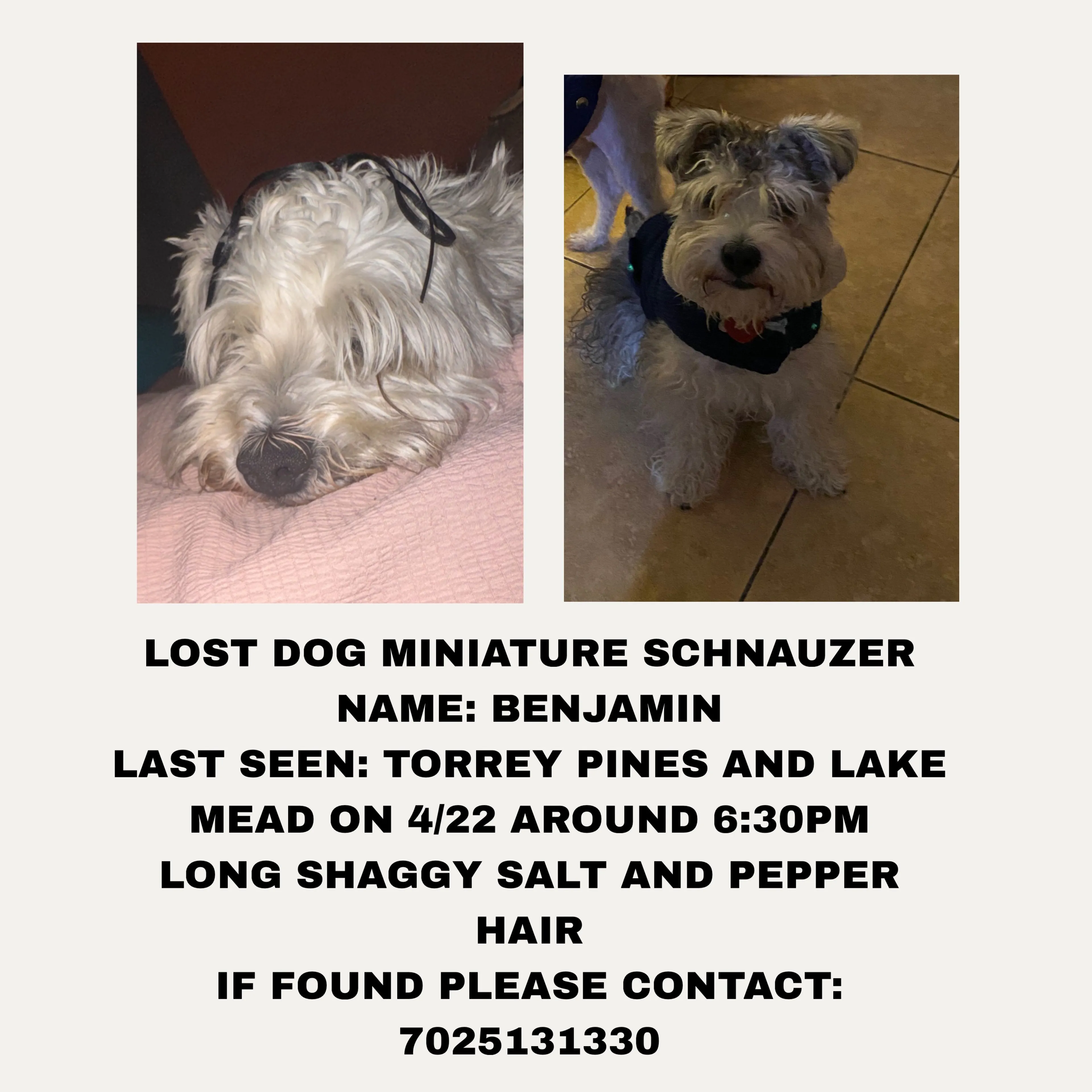 Lost pet