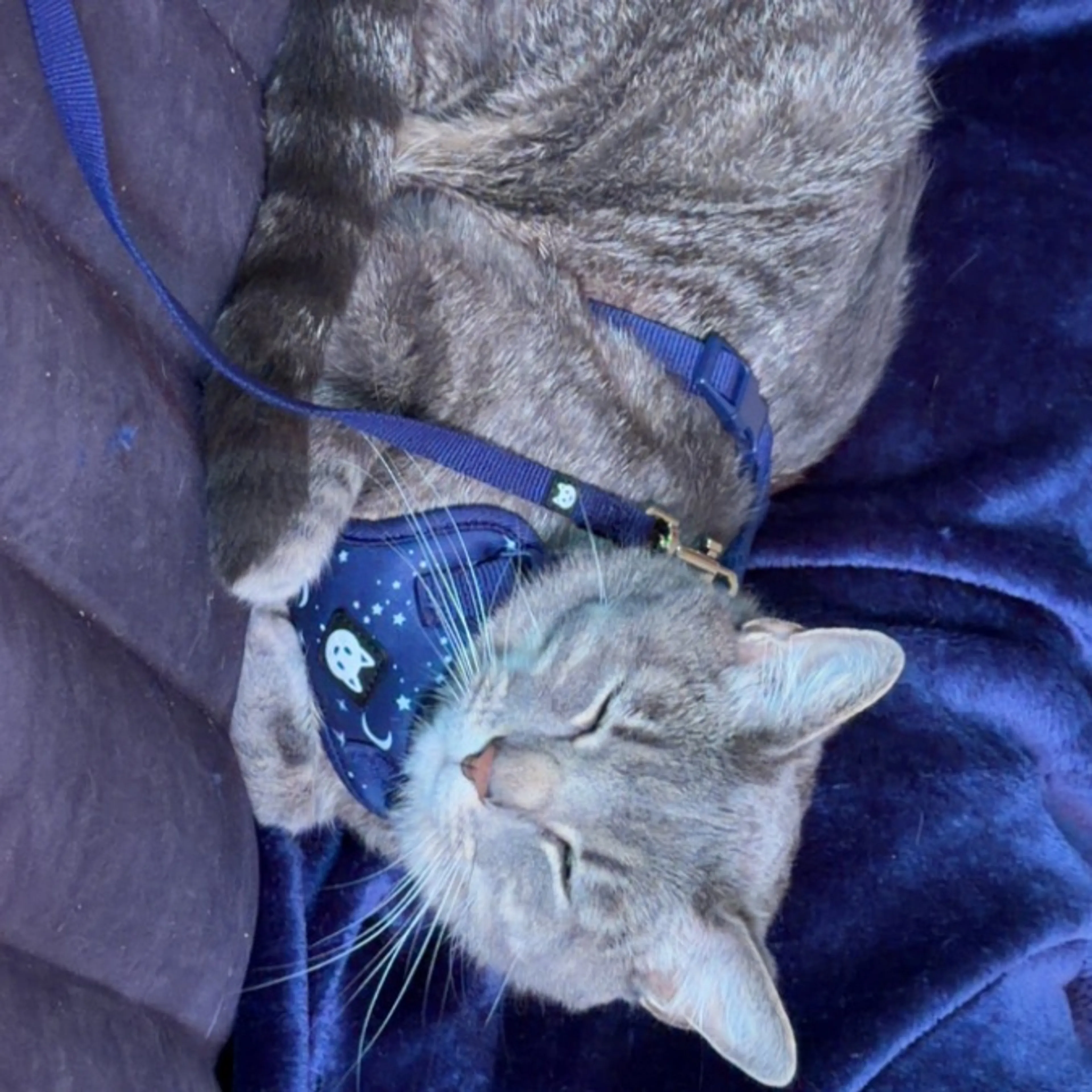 Lost pet