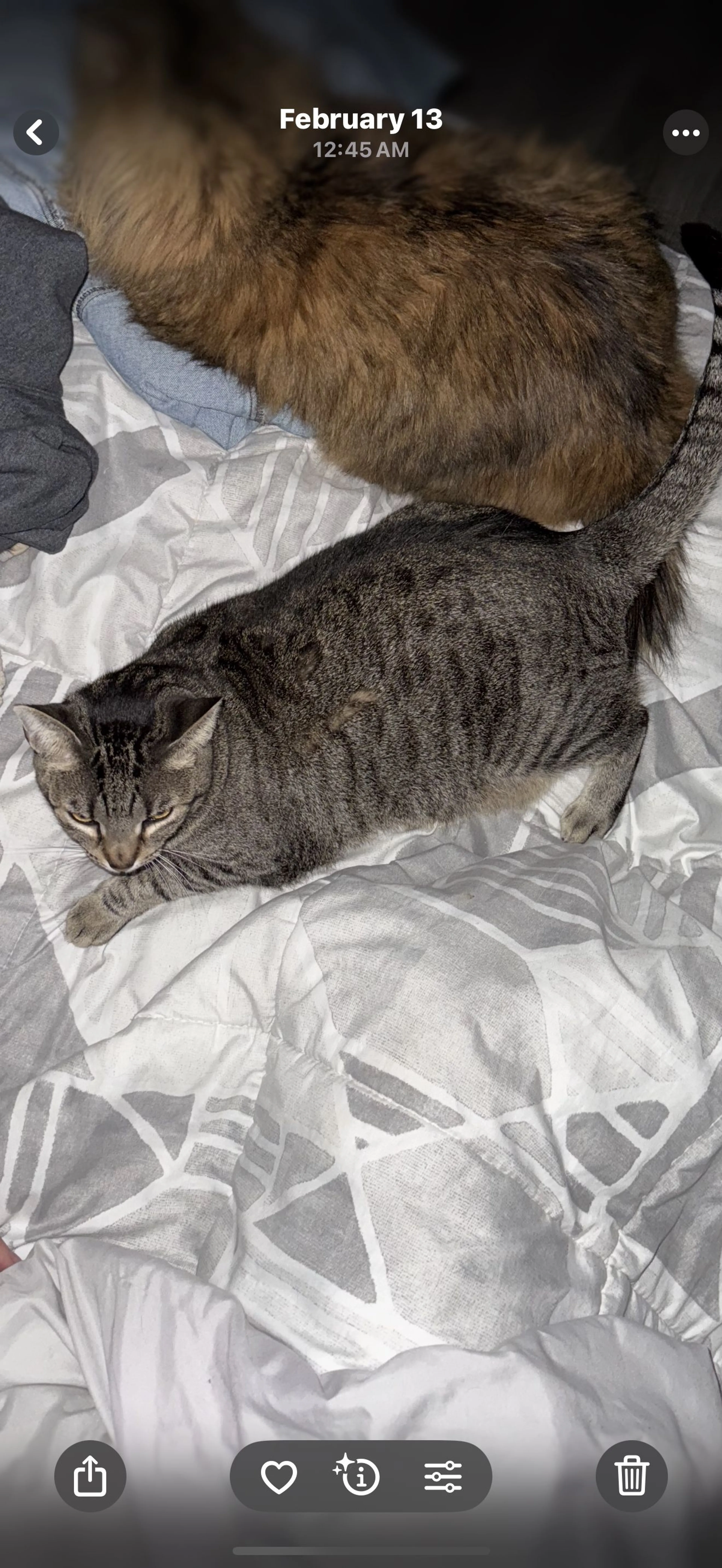 Lost pet-2