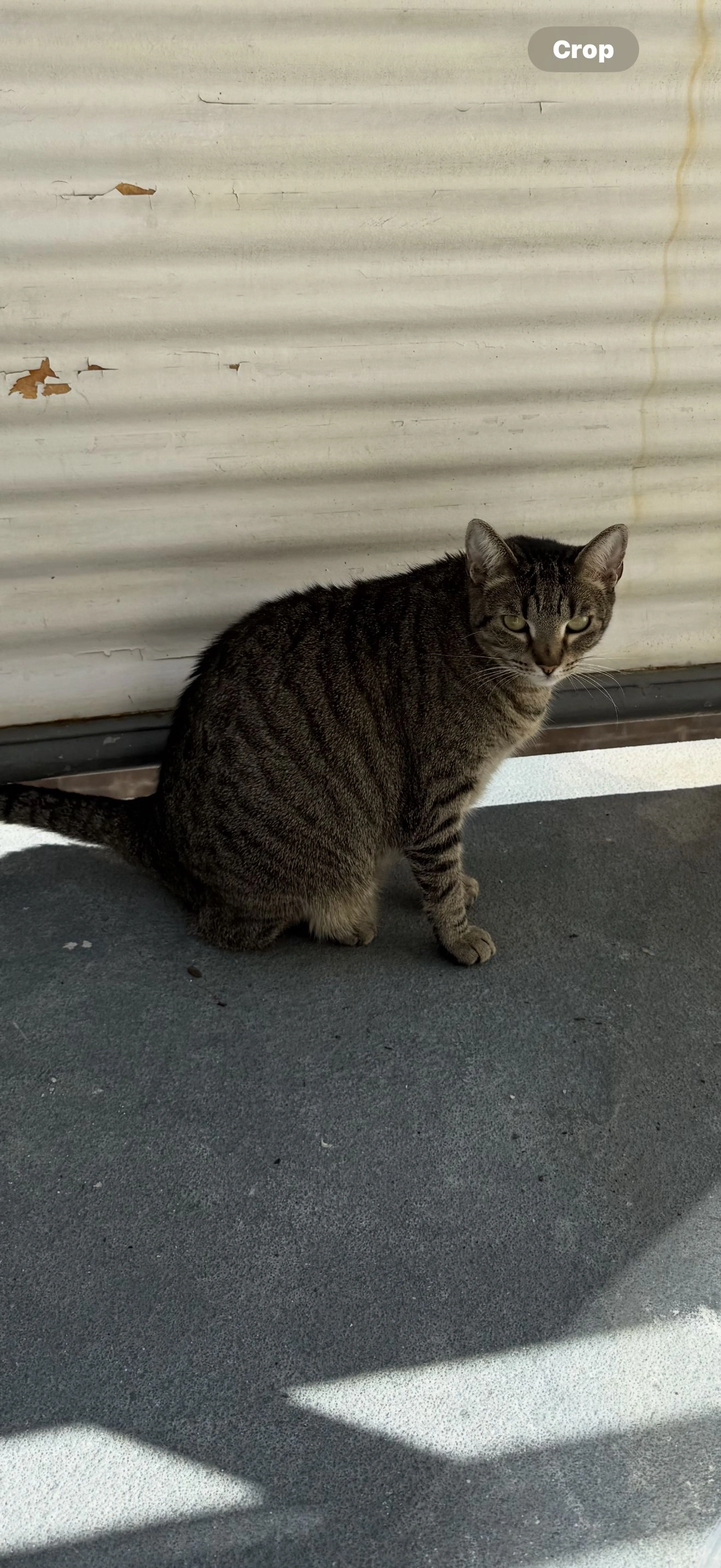 Lost pet-3