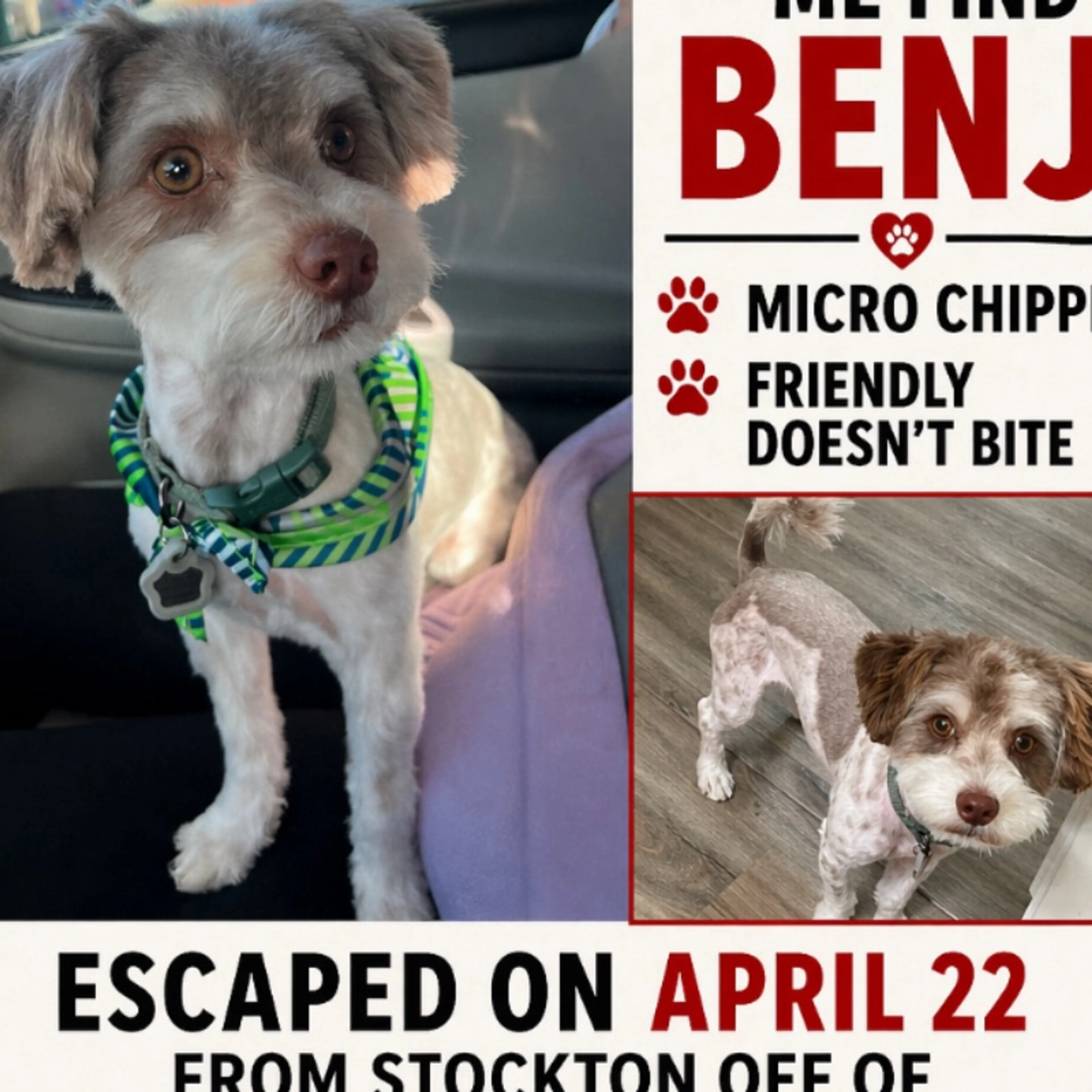 Lost pet