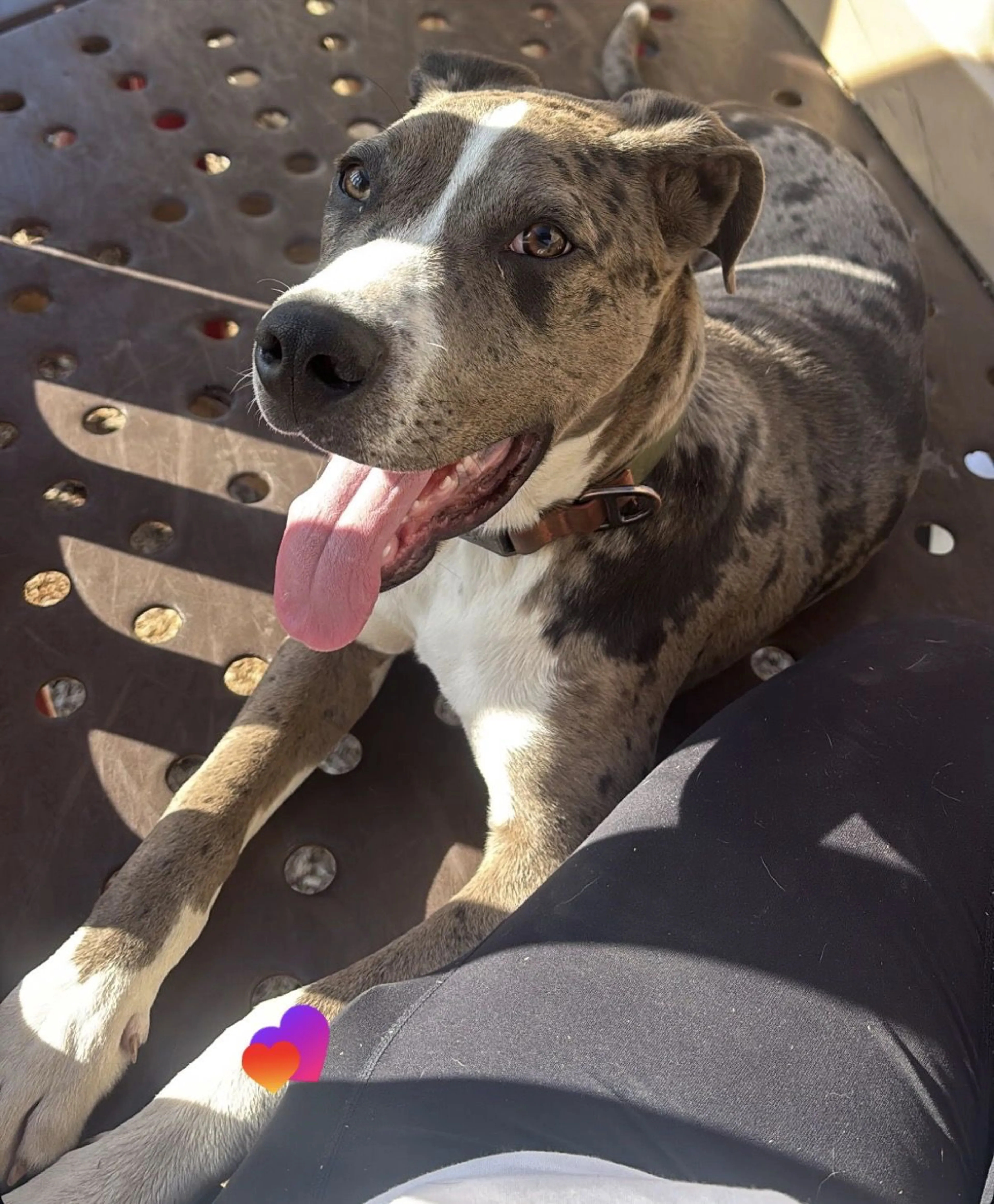 Lost pet