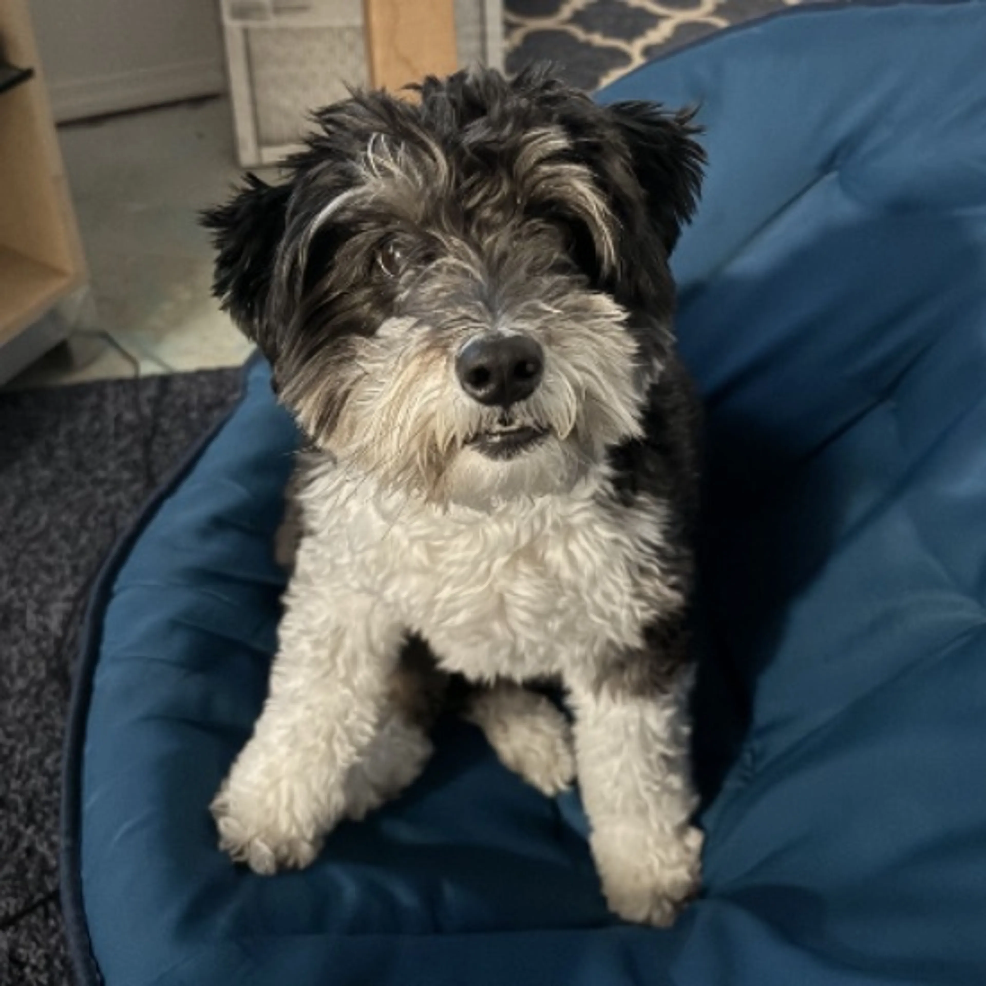 Lost pet