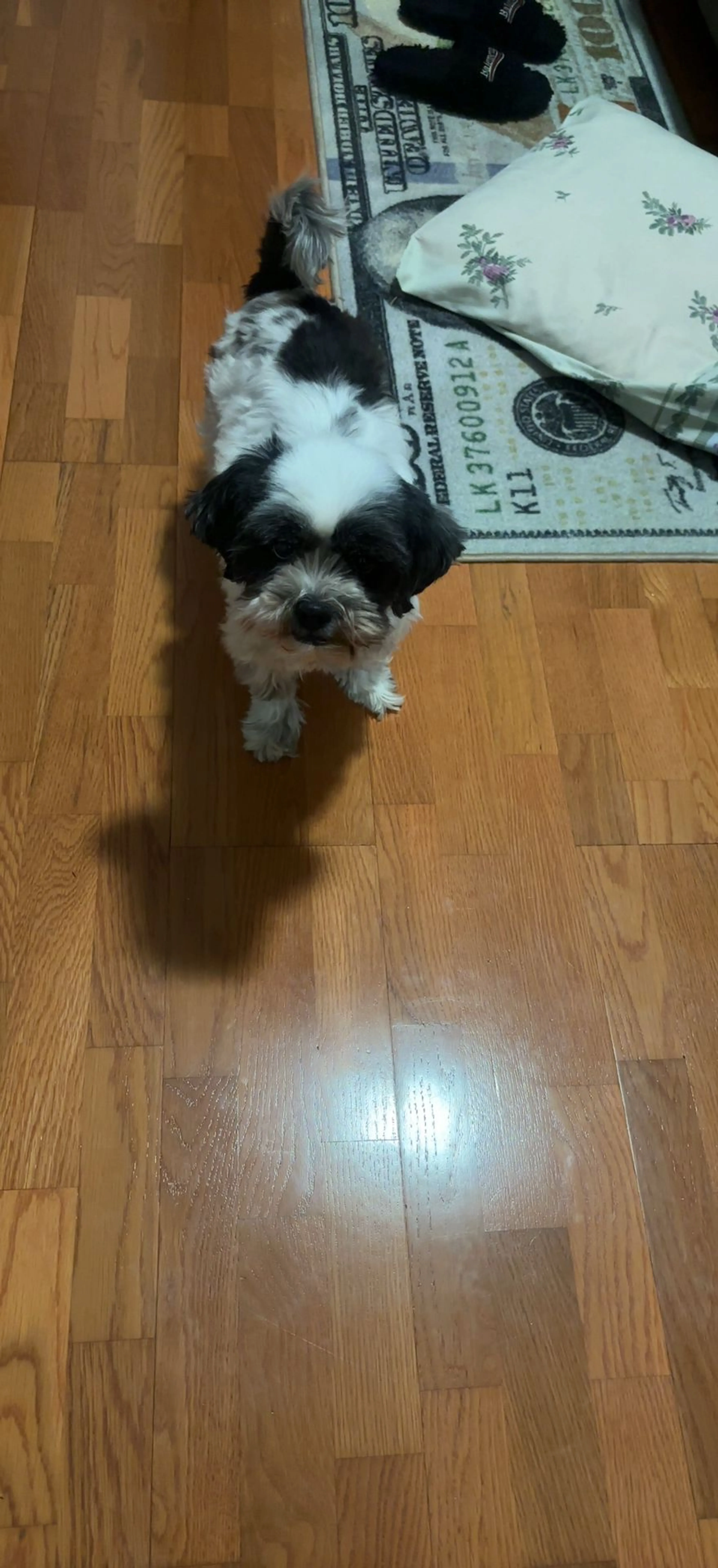 Lost pet