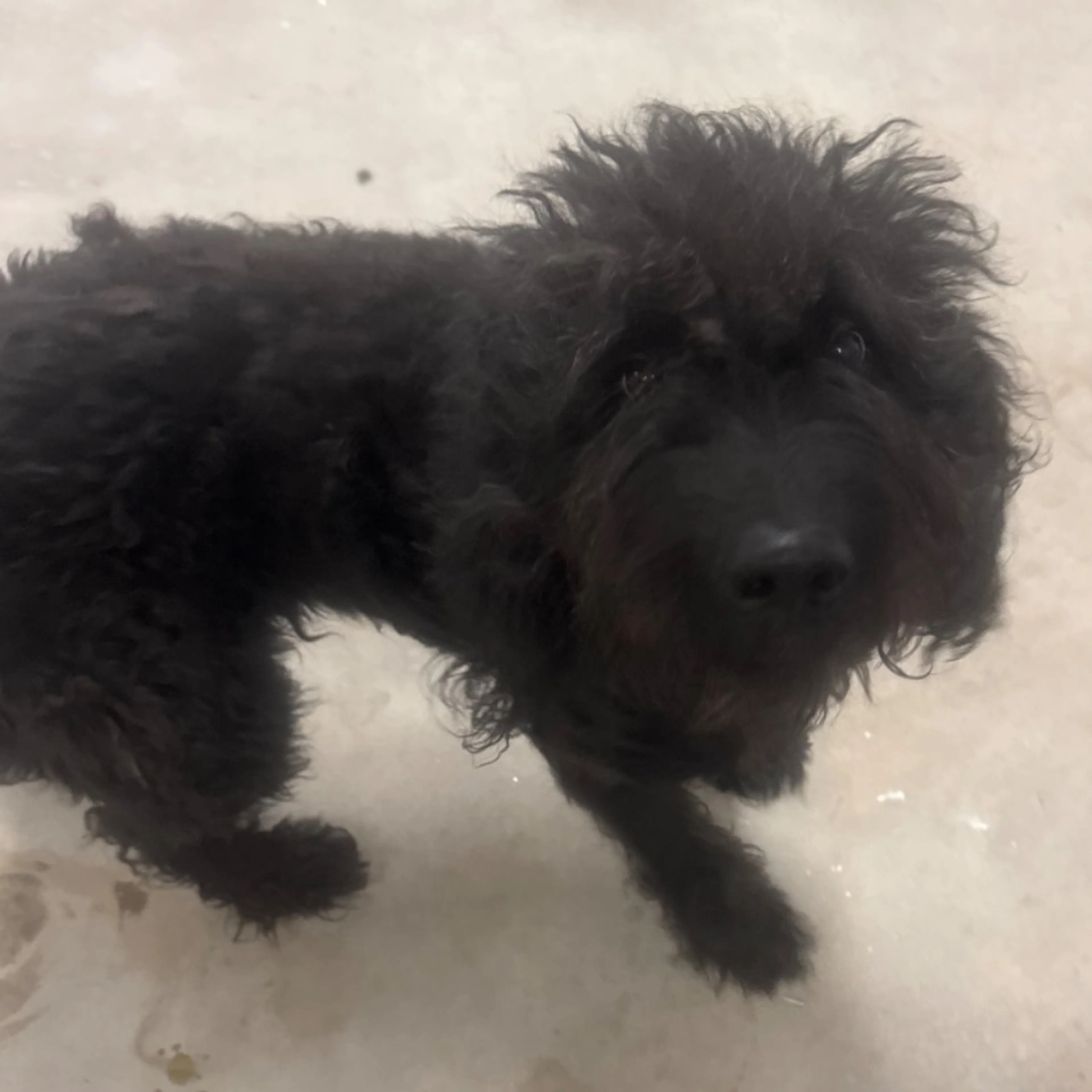 Found pet