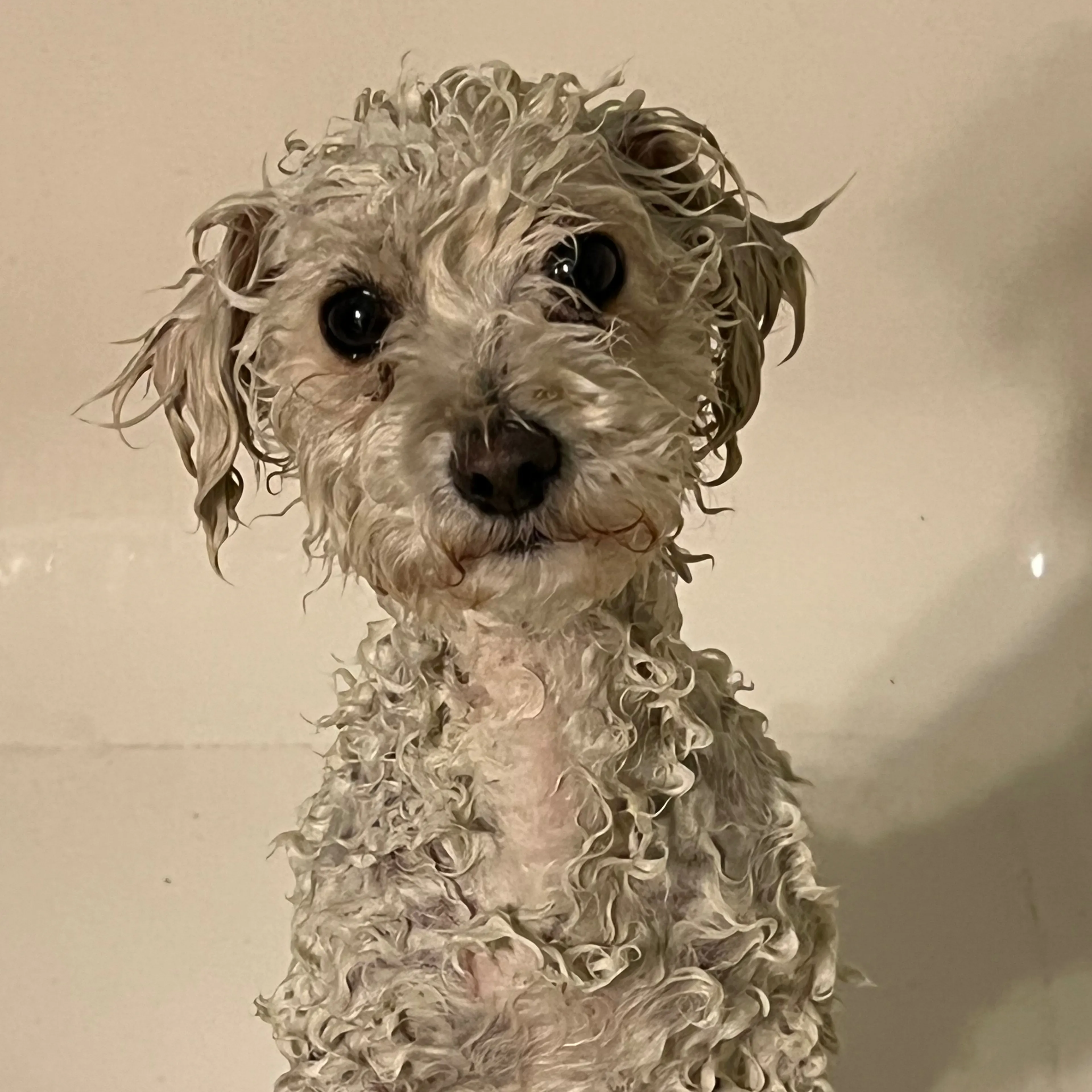 Lost pet-2