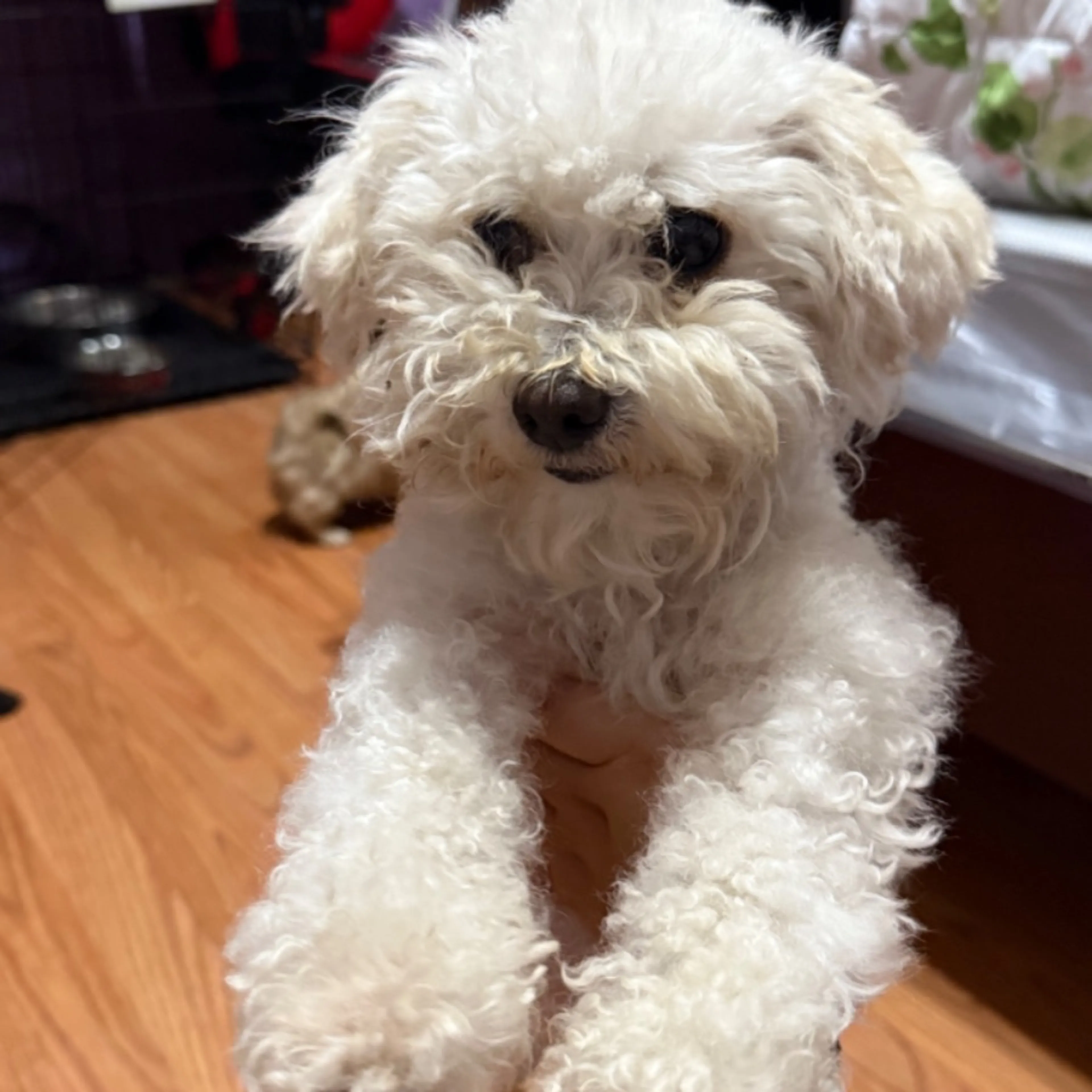 Lost pet-0