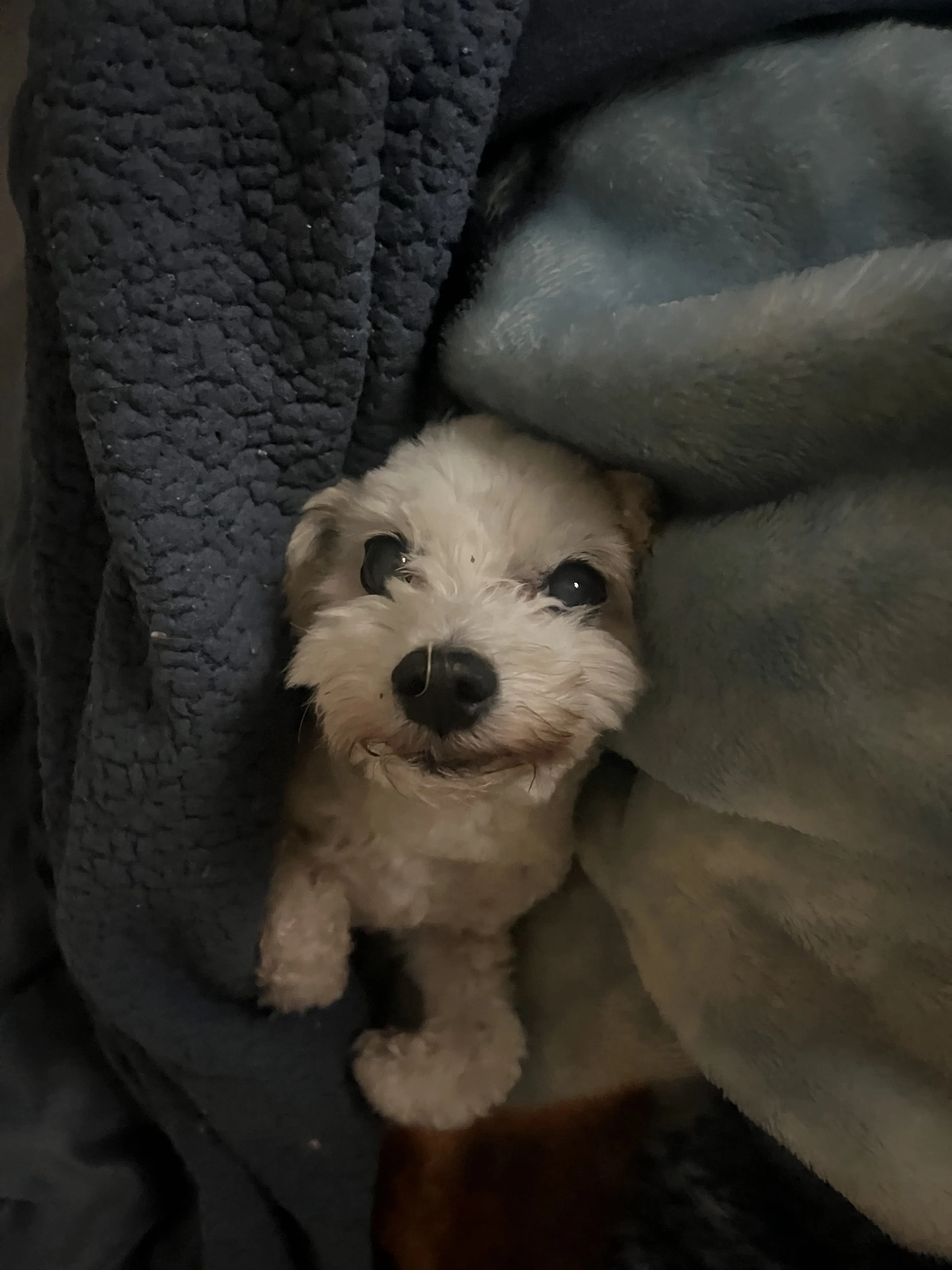 Lost pet-2