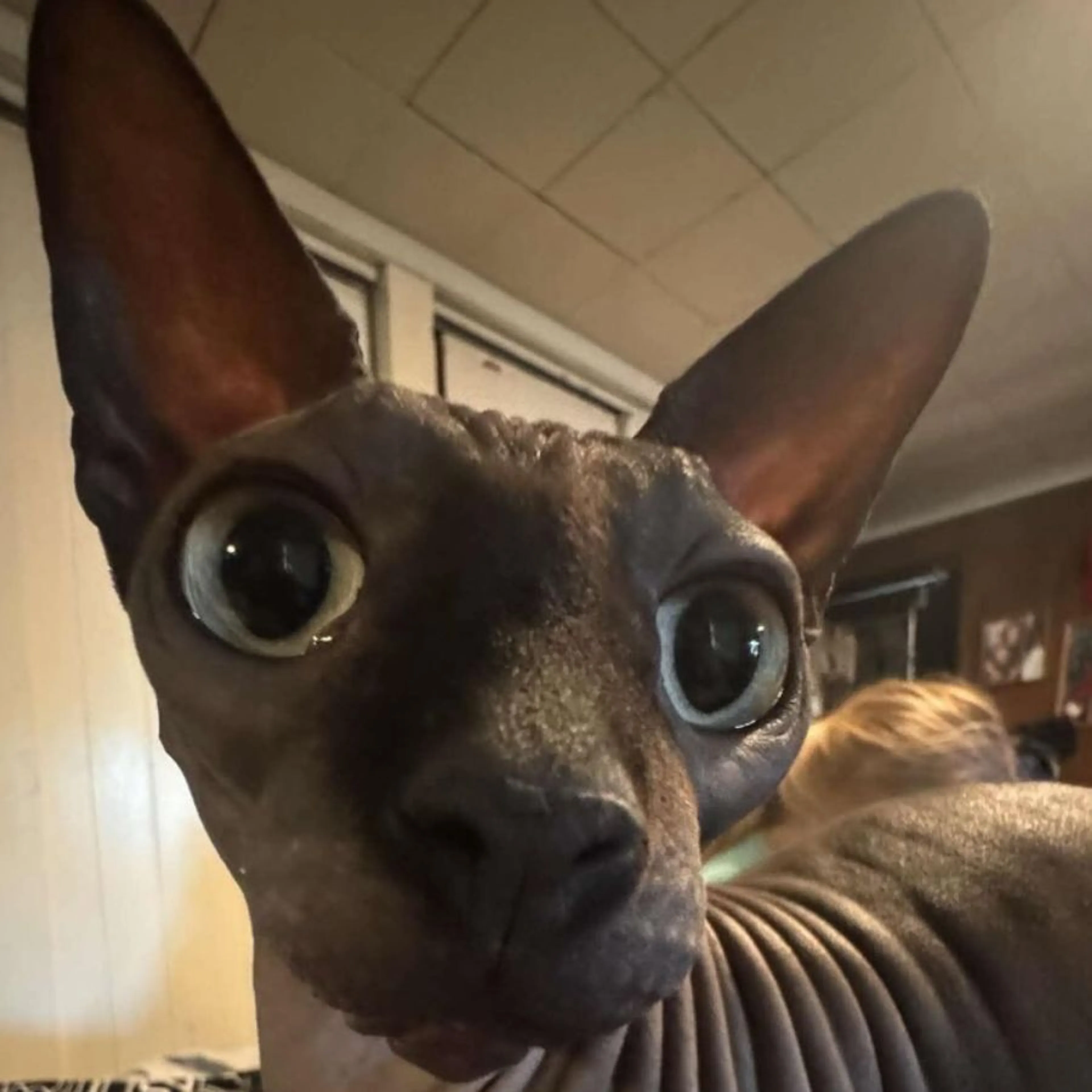Lost pet