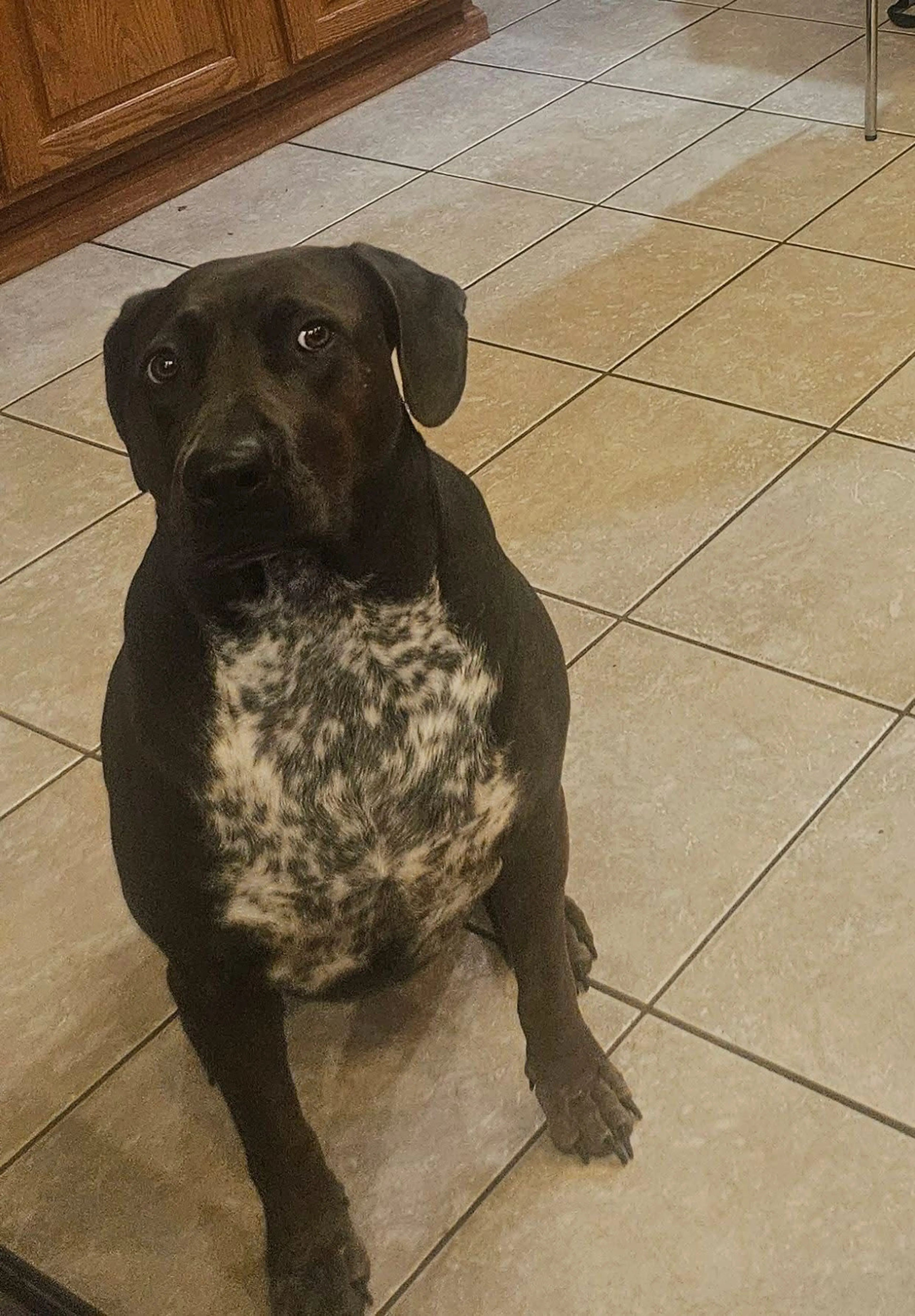 Lost pet