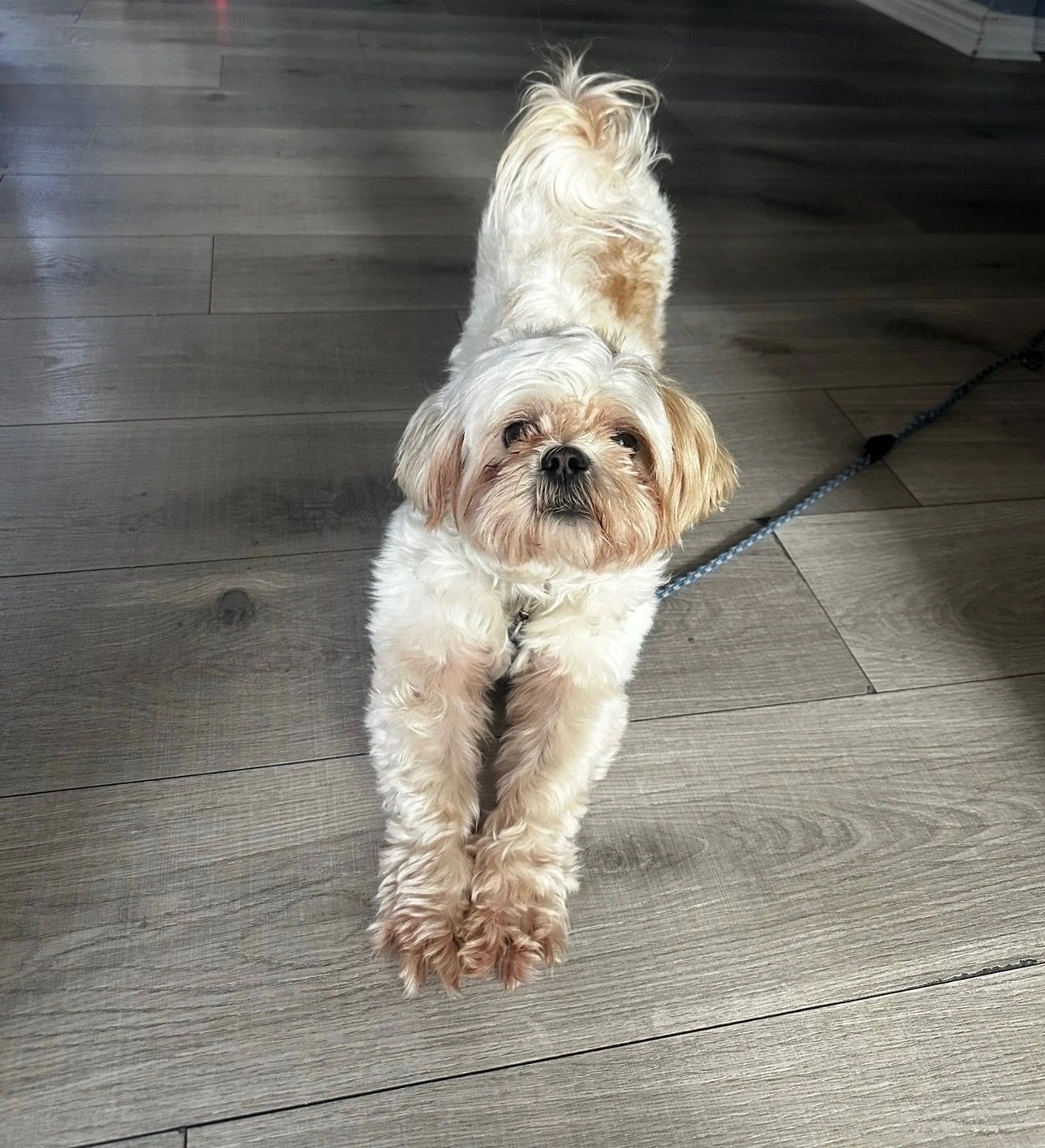 Lost pet