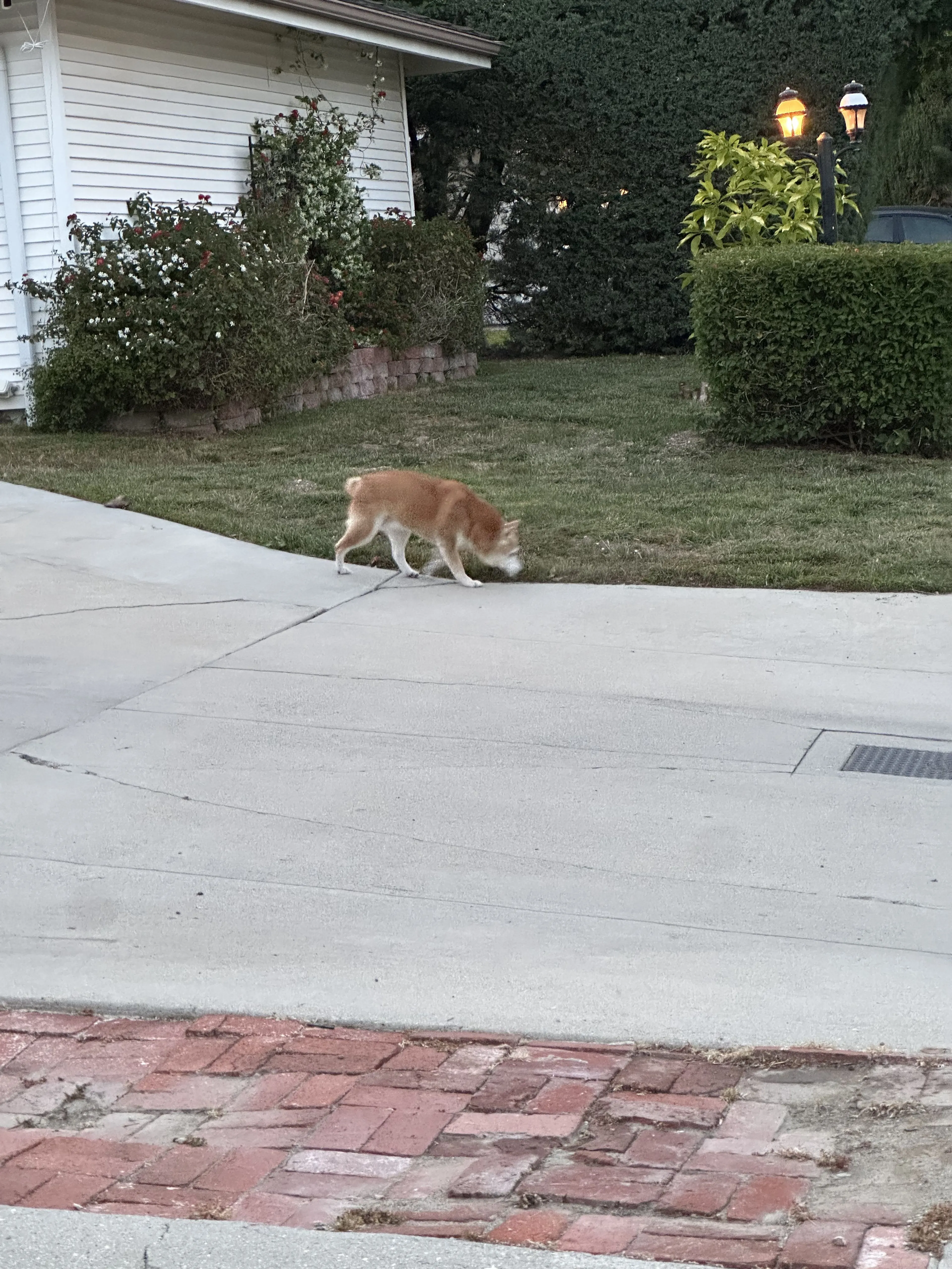 Lost pet-0