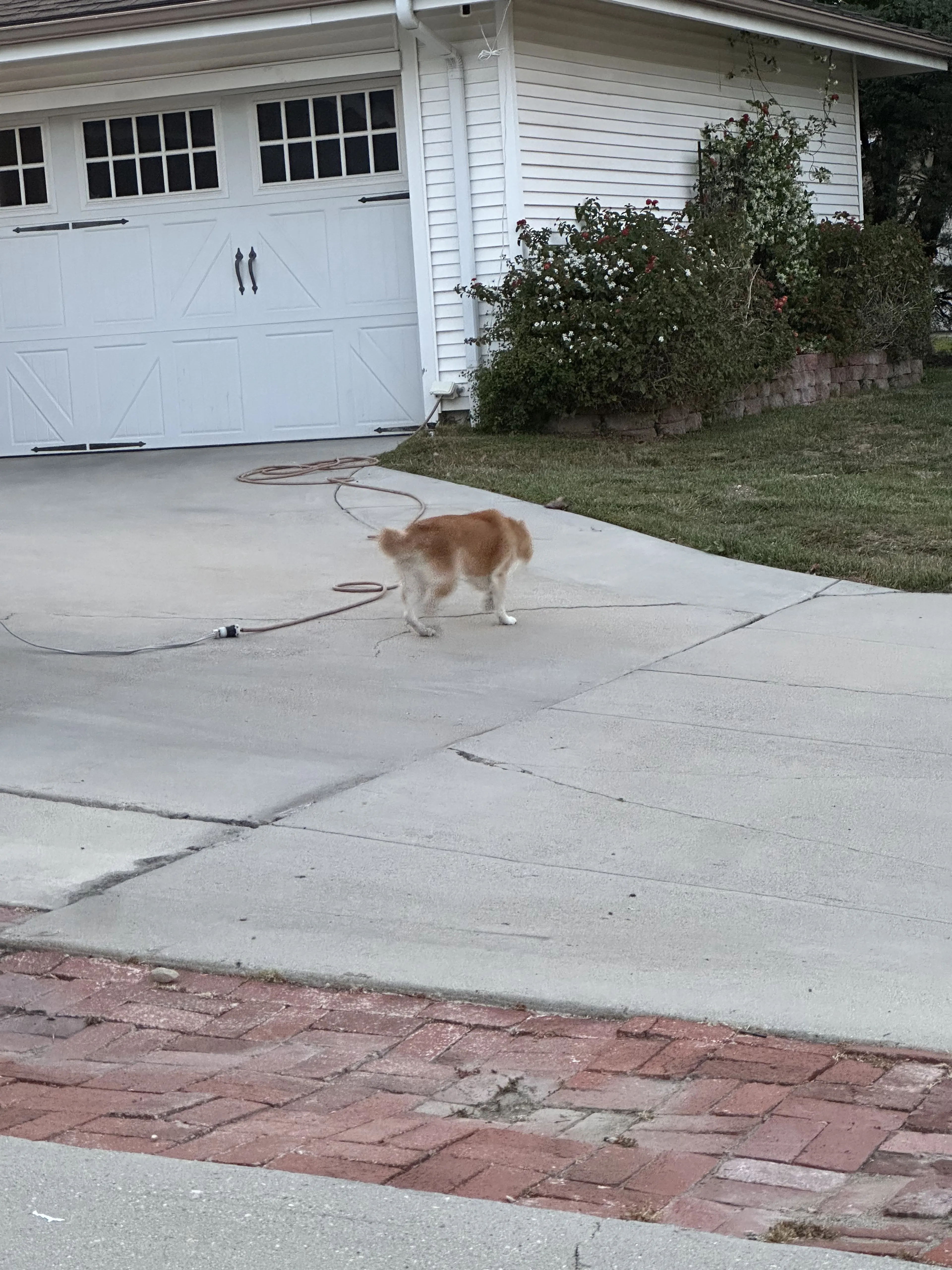 Lost pet-1