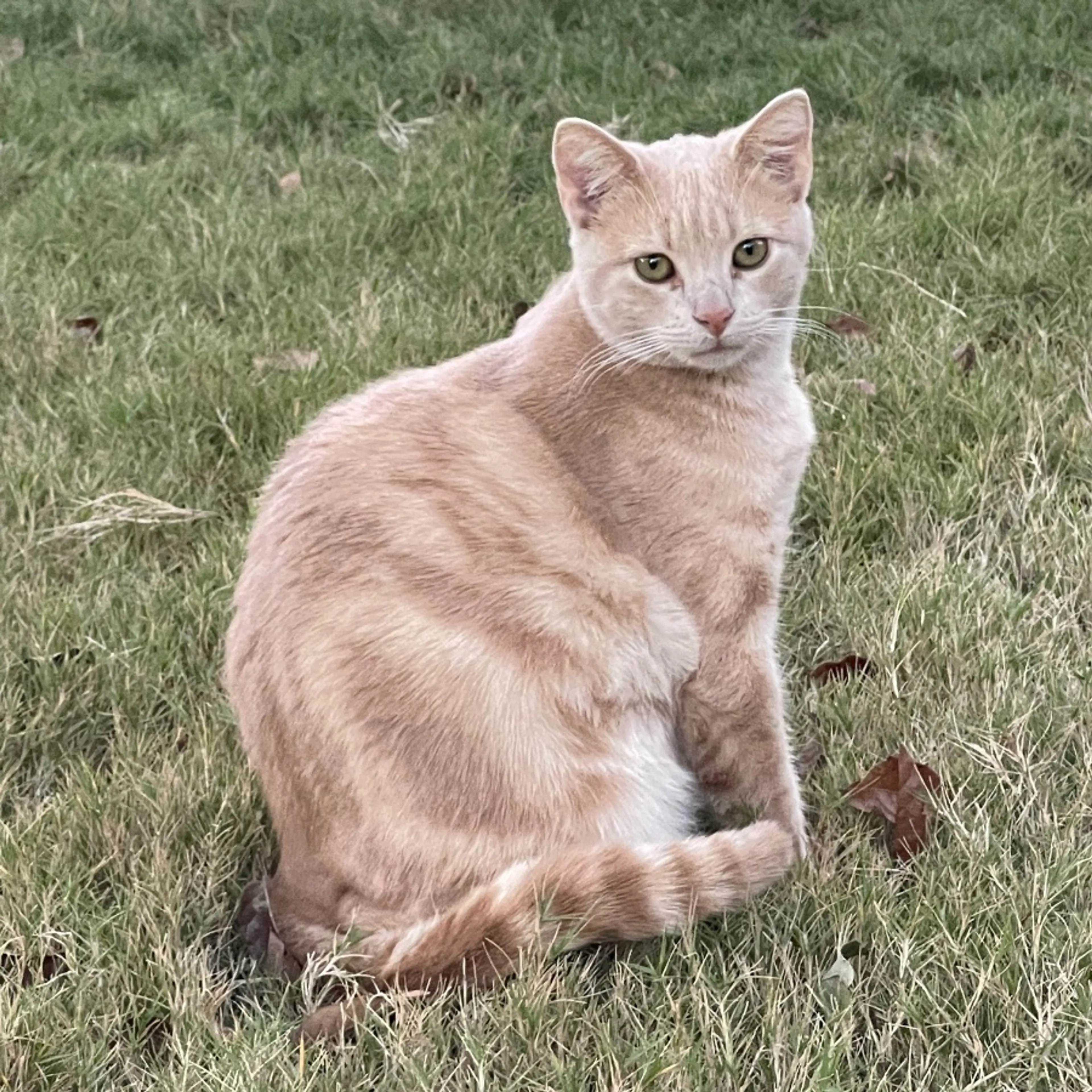Lost pet