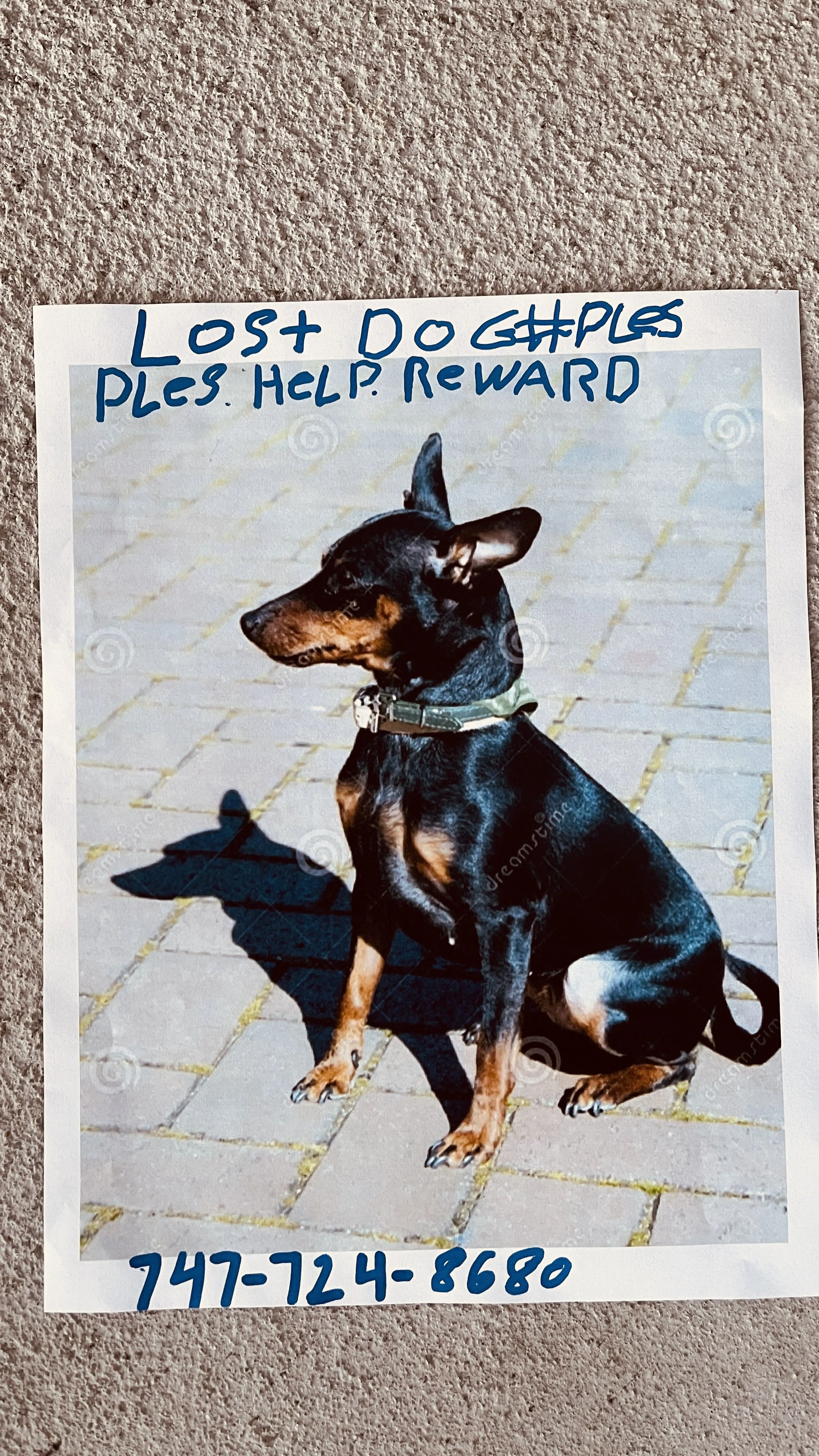 Lost pet