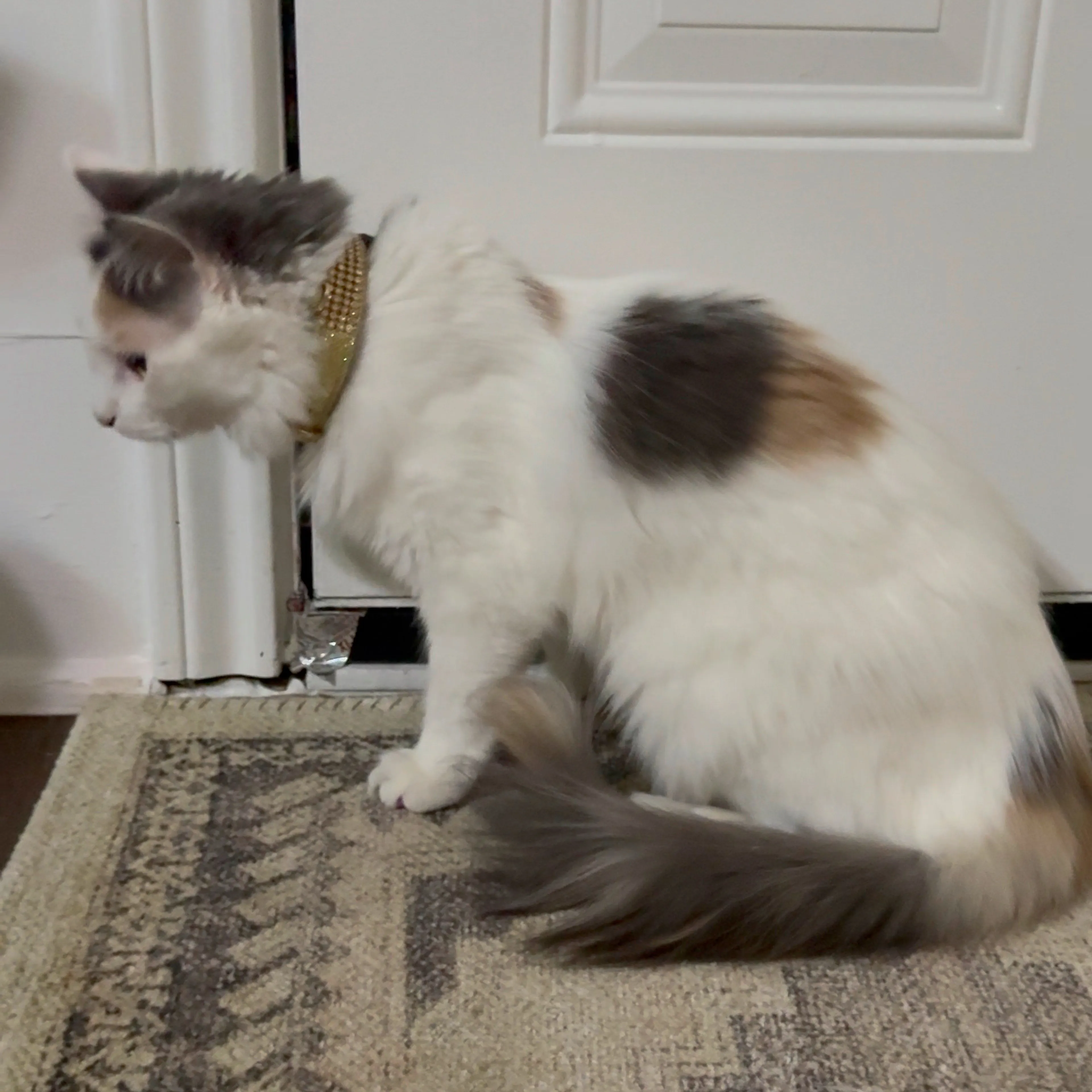 Lost pet-1
