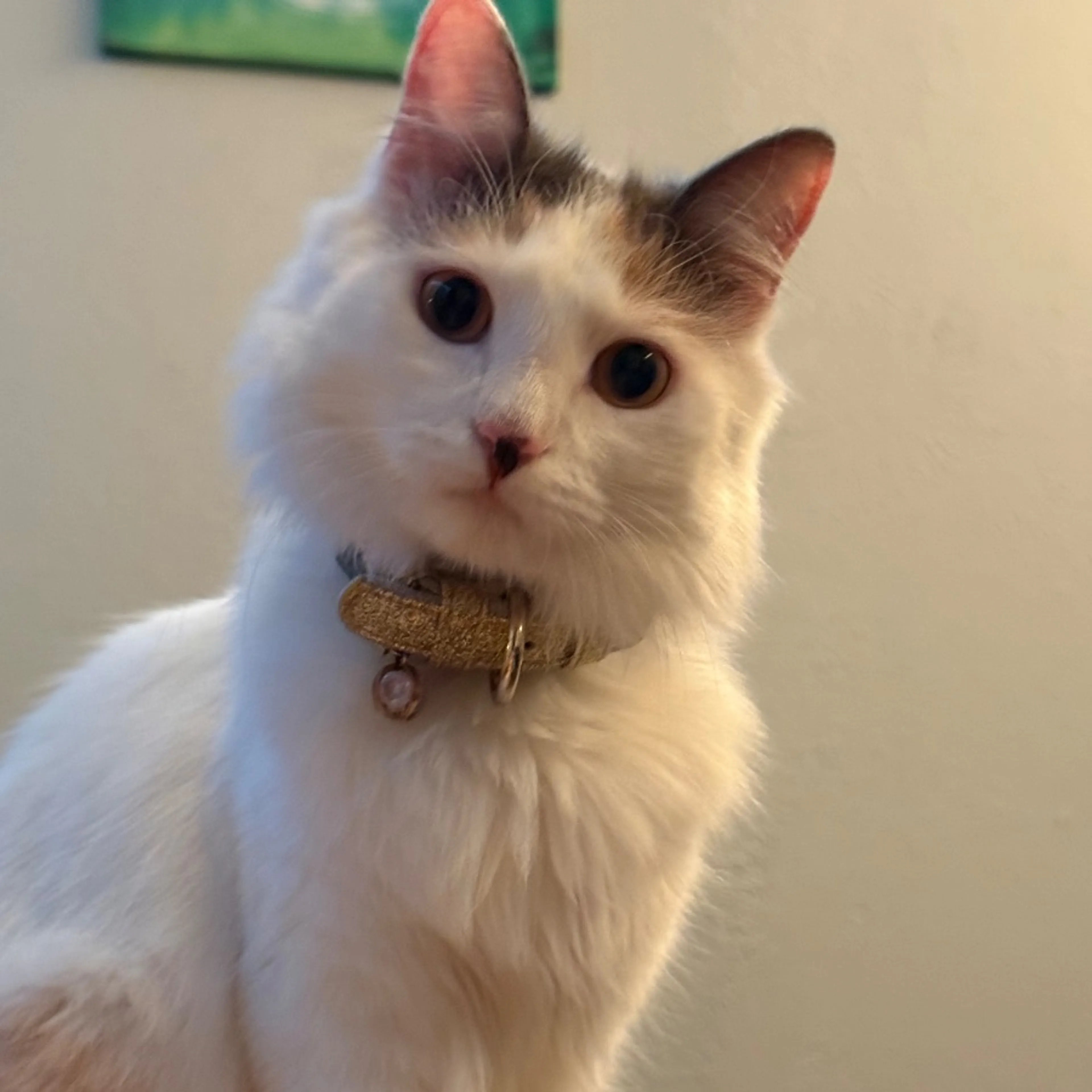 Lost pet-0