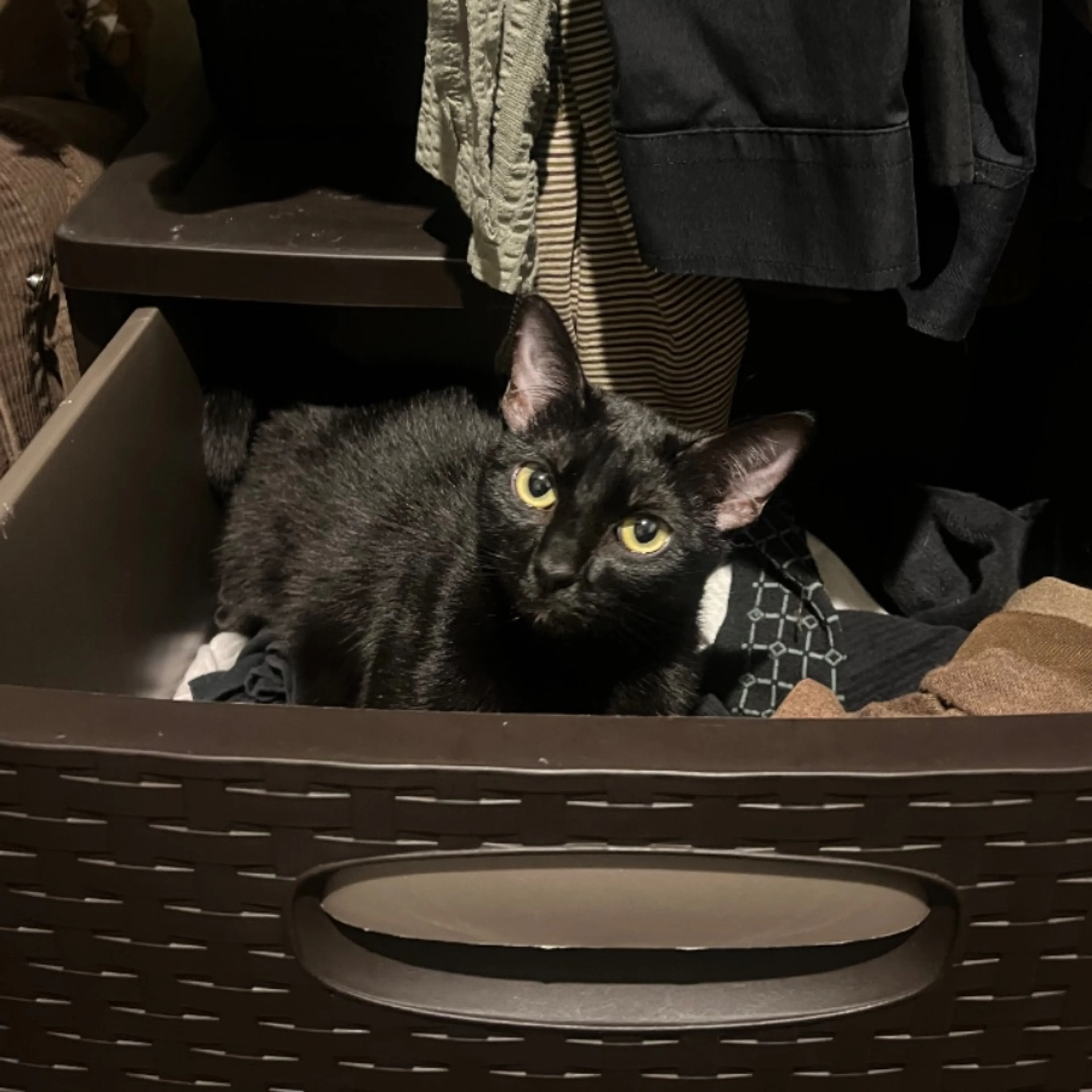 Lost pet
