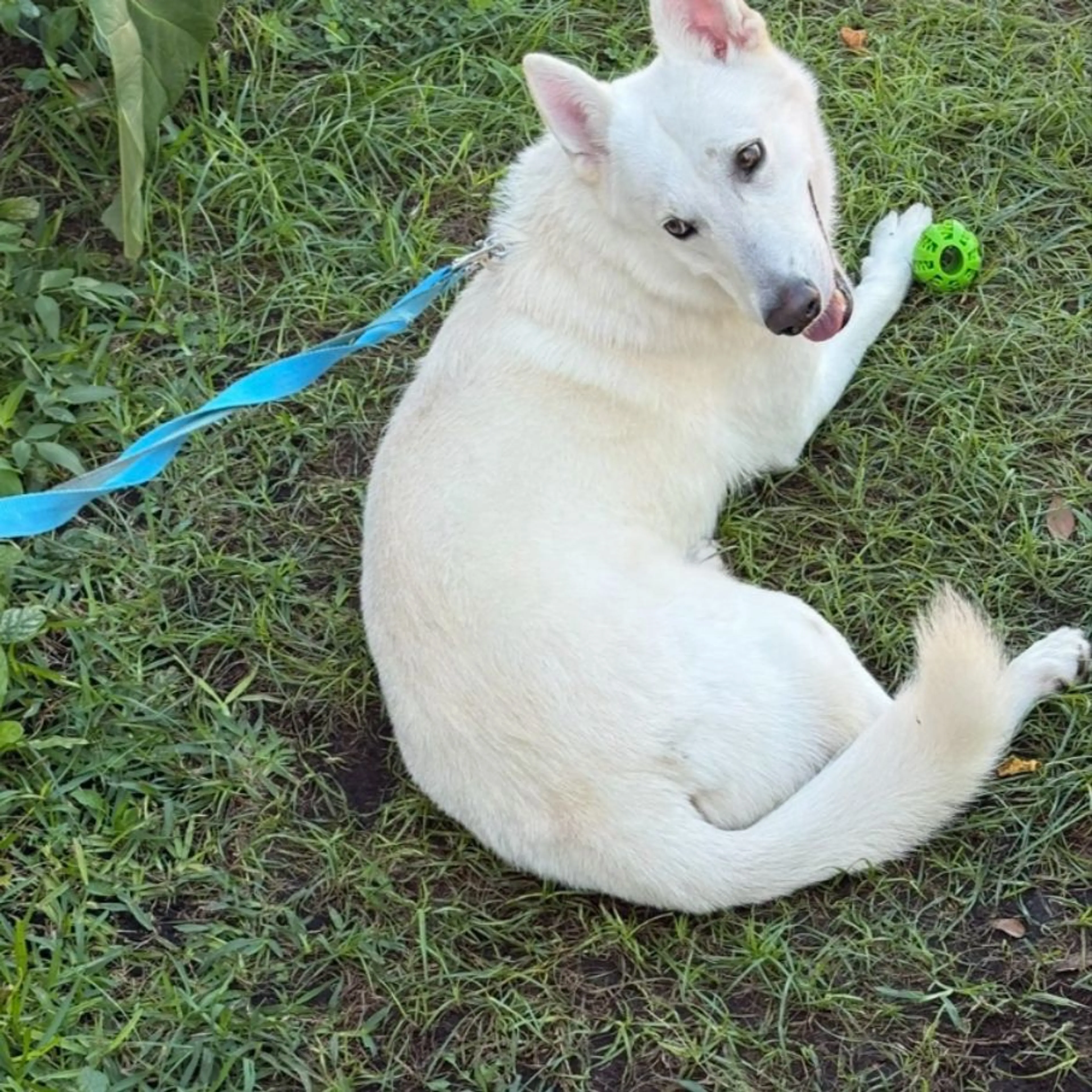 Found pet
