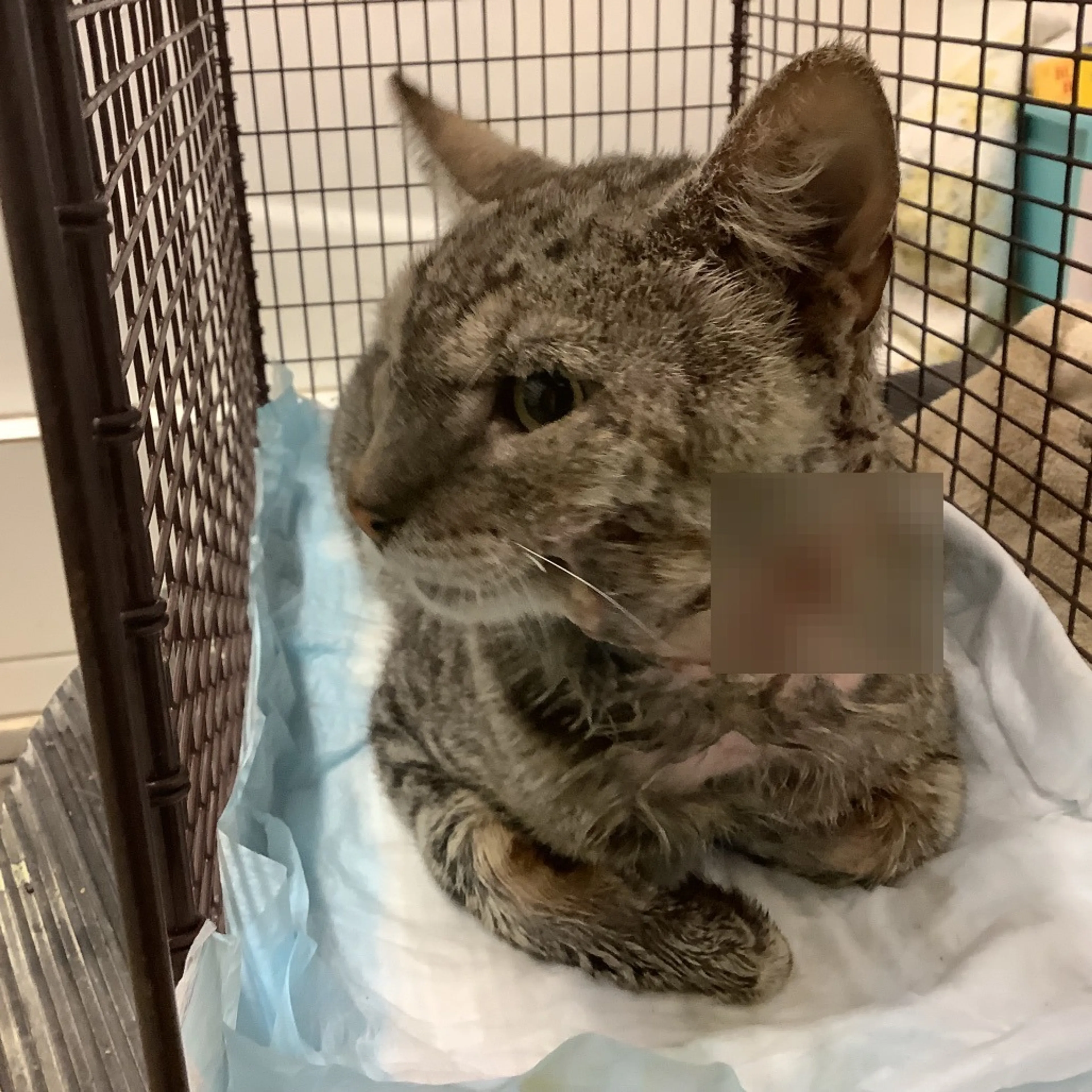 Found pet