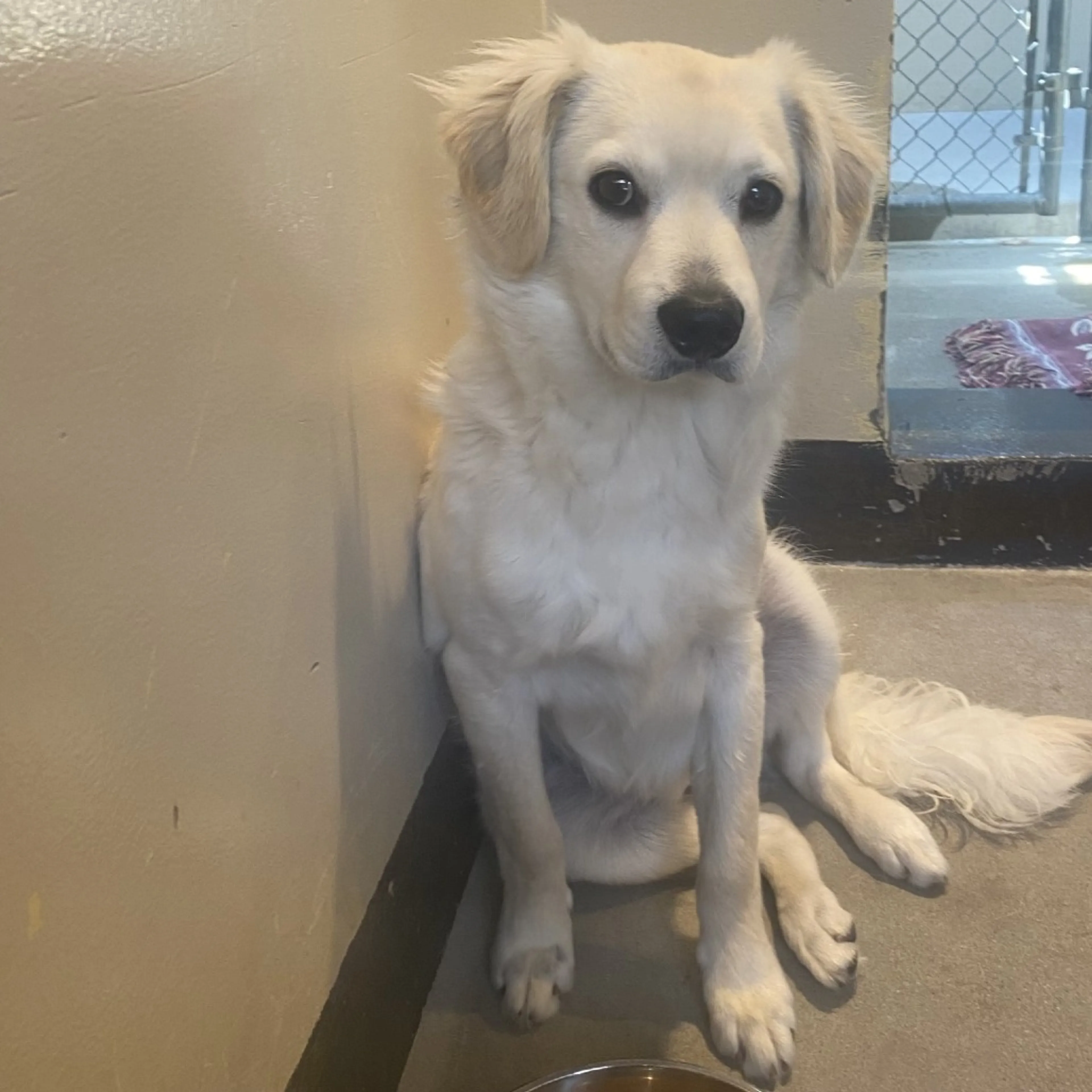 Found pet