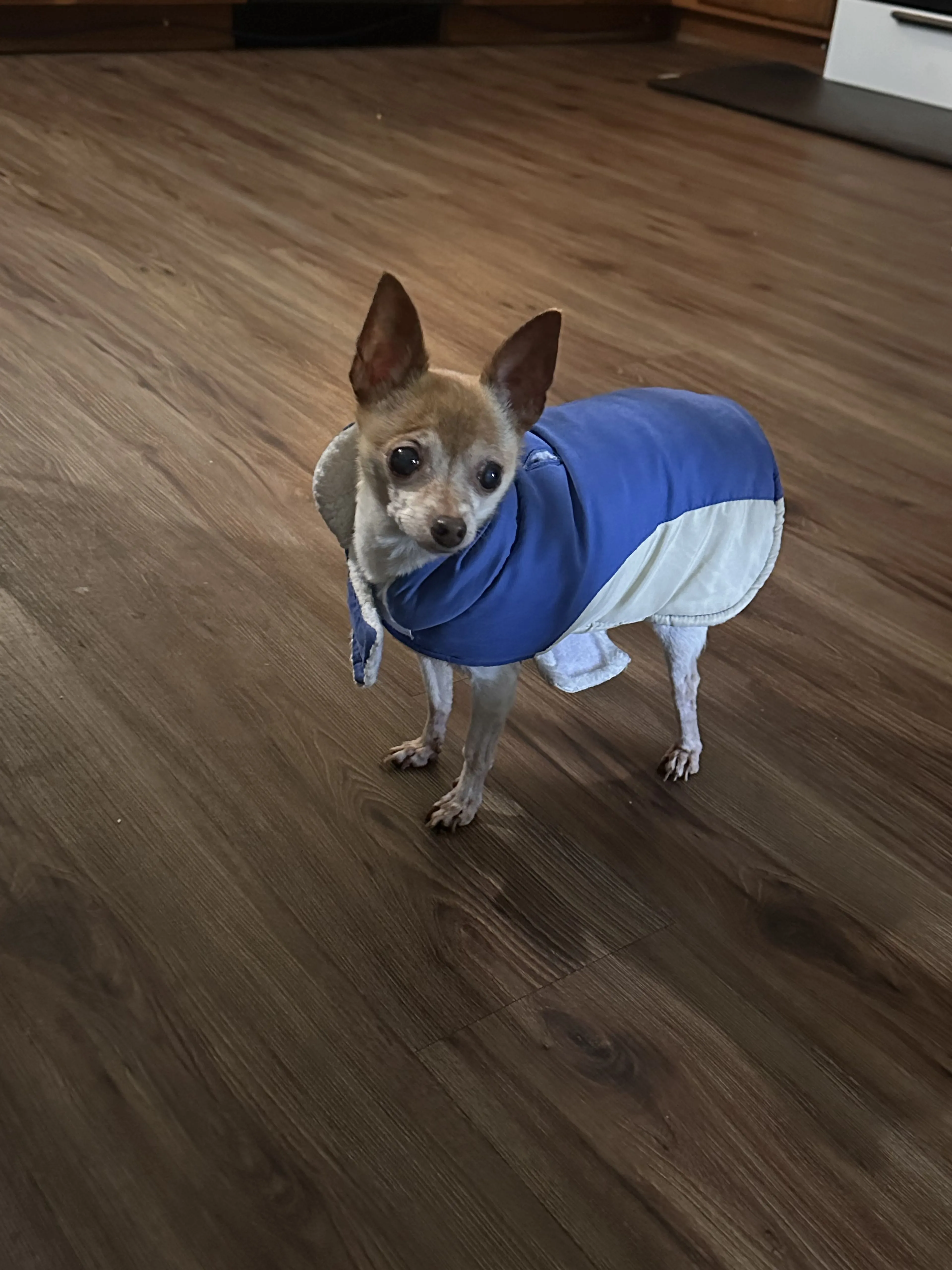 Lost pet