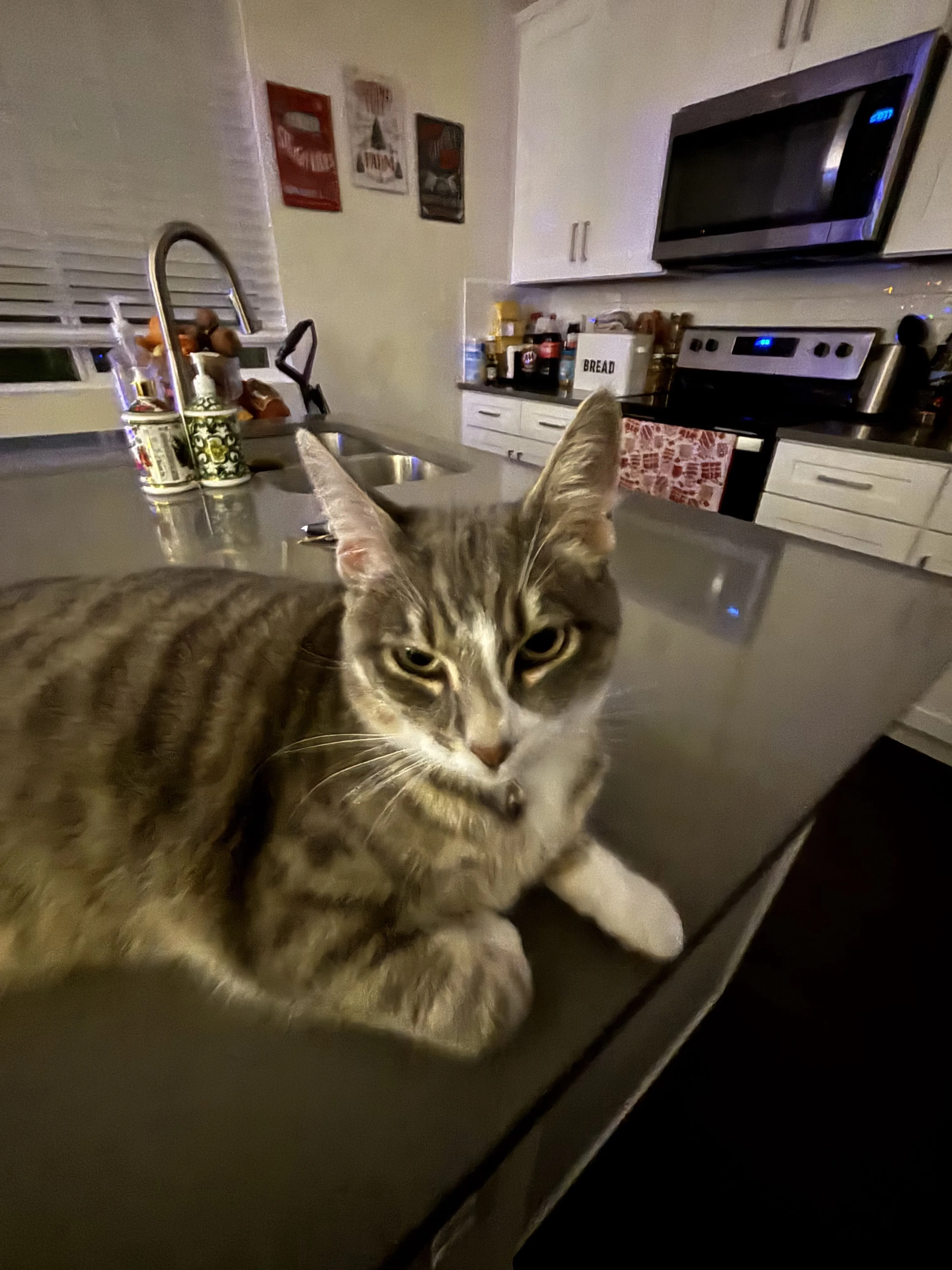Lost pet
