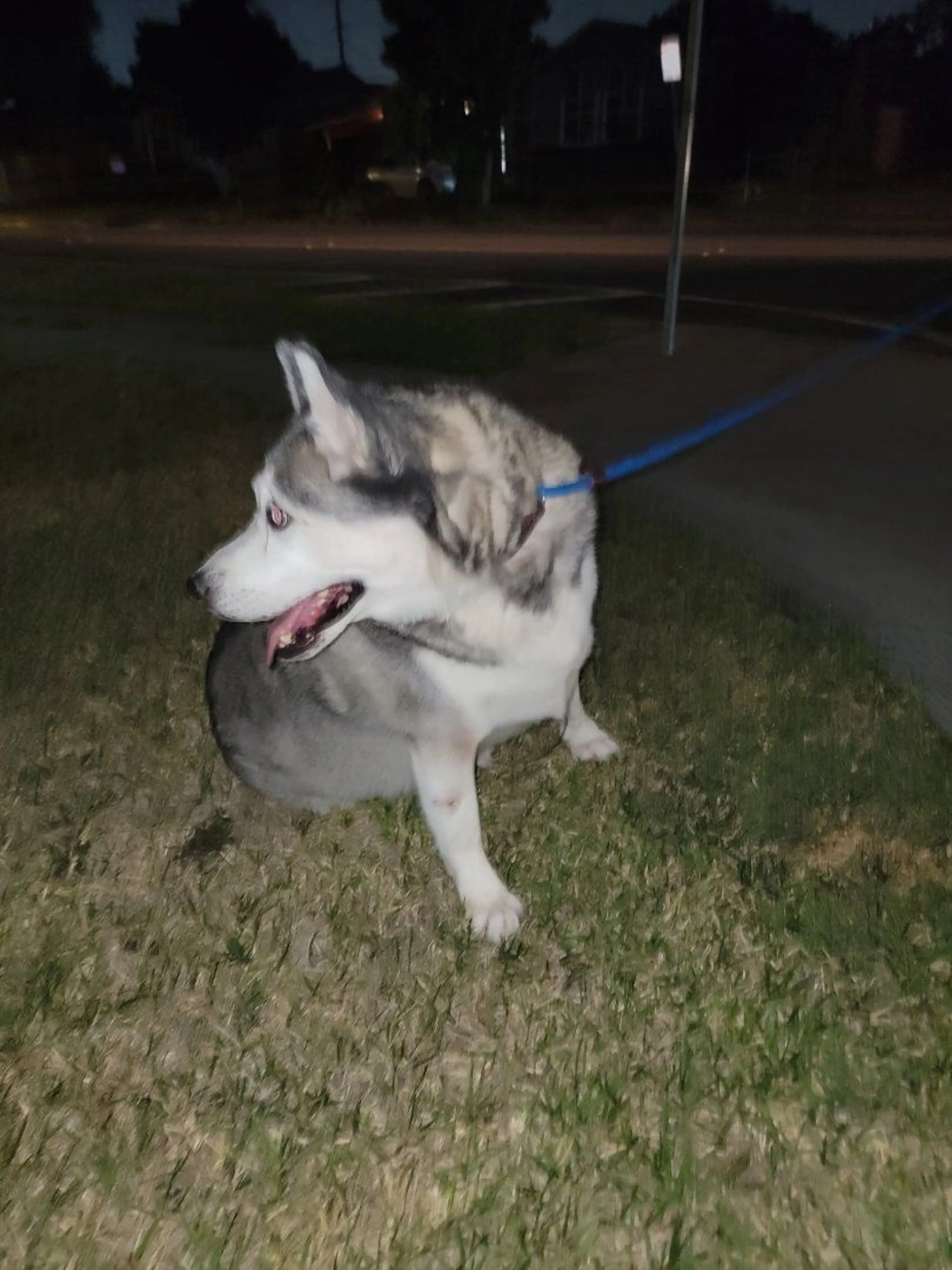 Lost pet-0