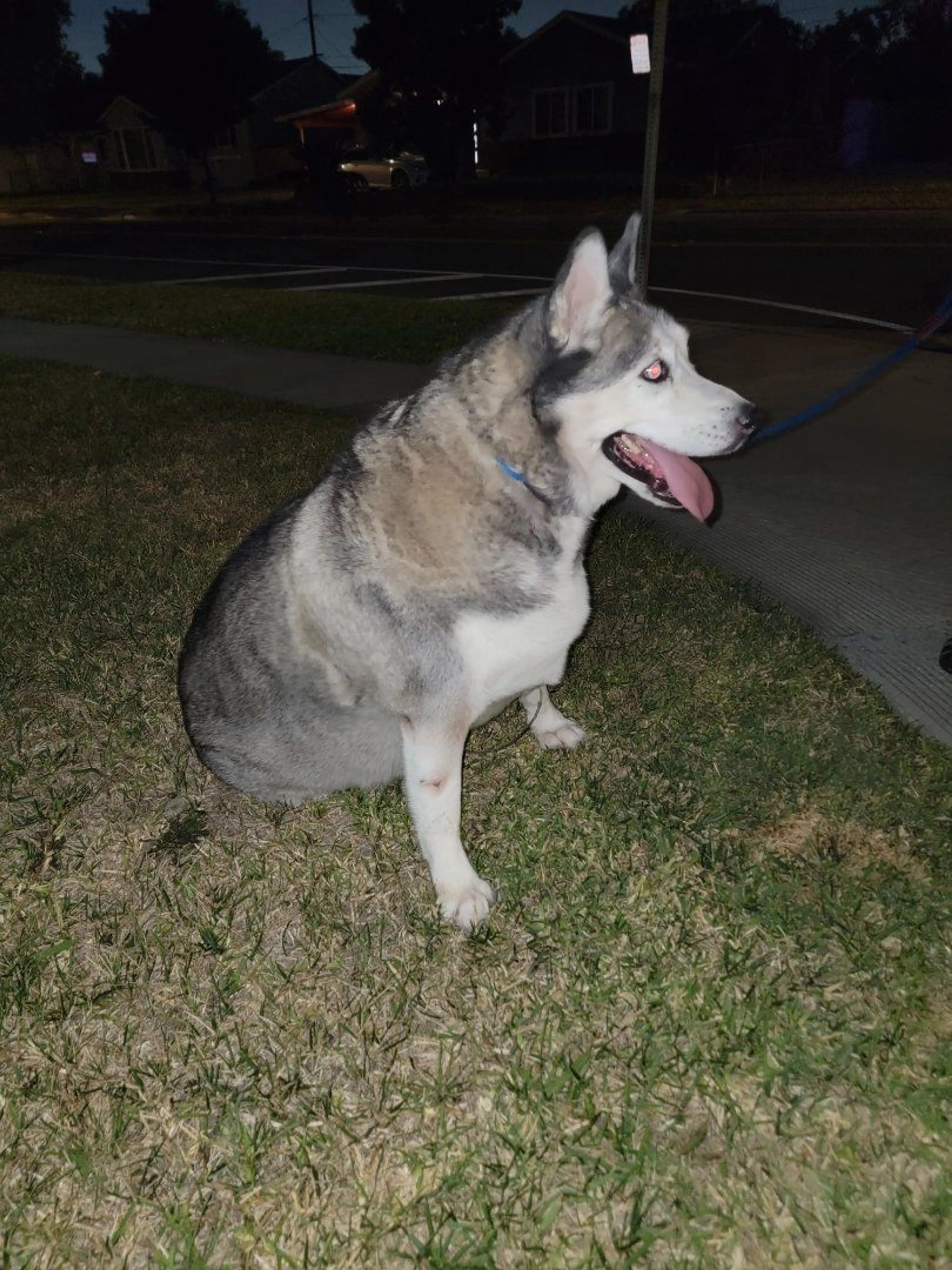 Lost pet-1