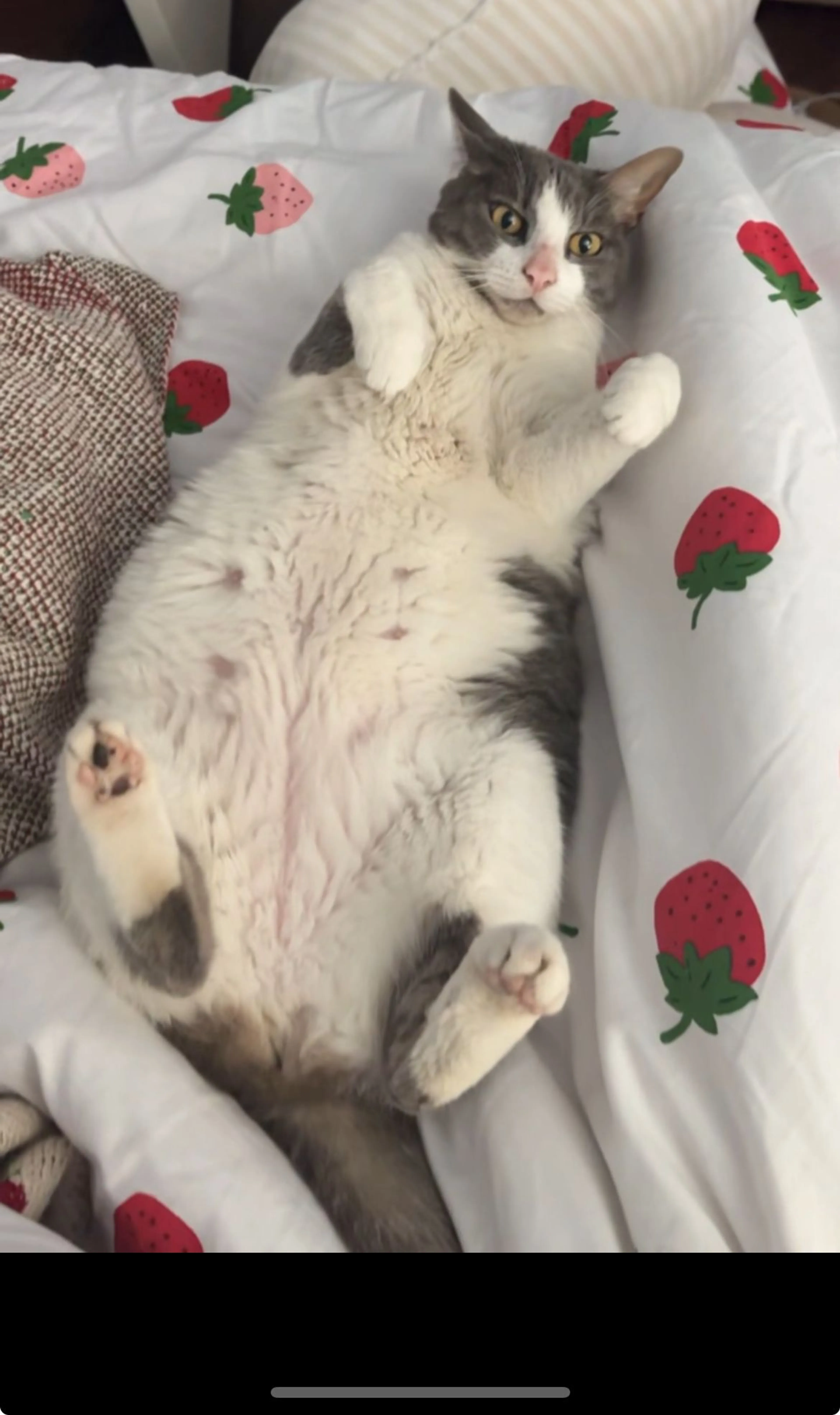 Lost pet-4