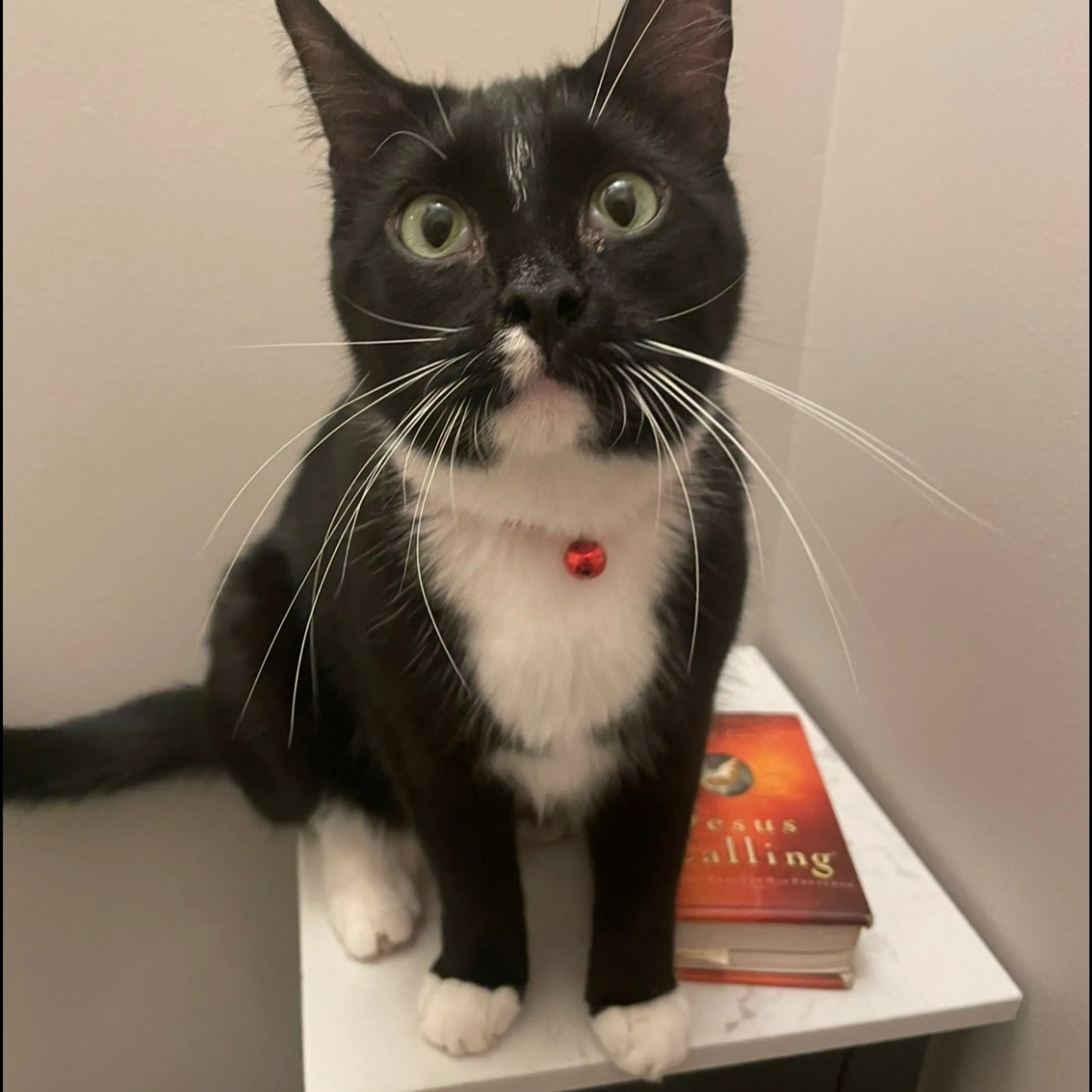 Lost pet-1