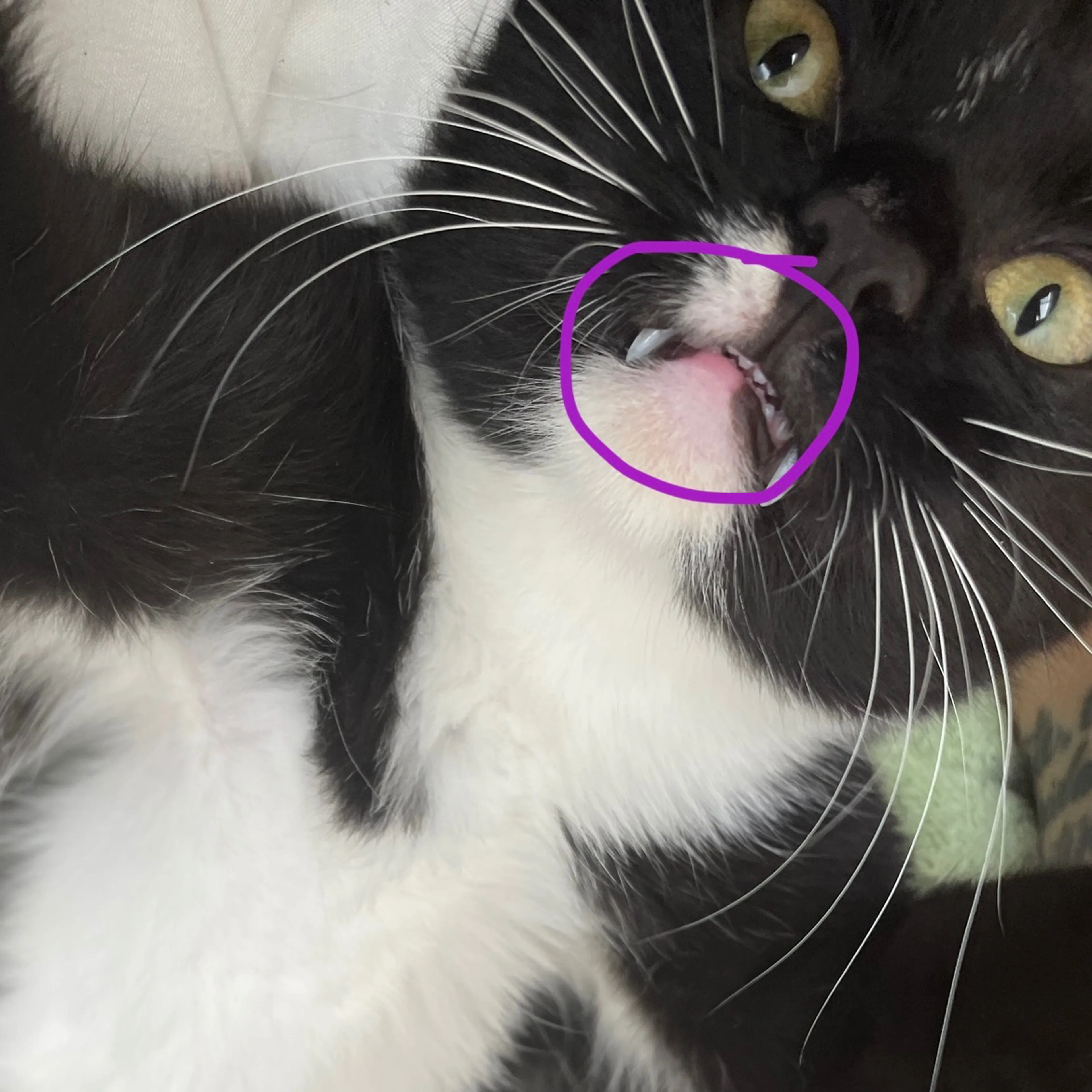 Lost pet-2