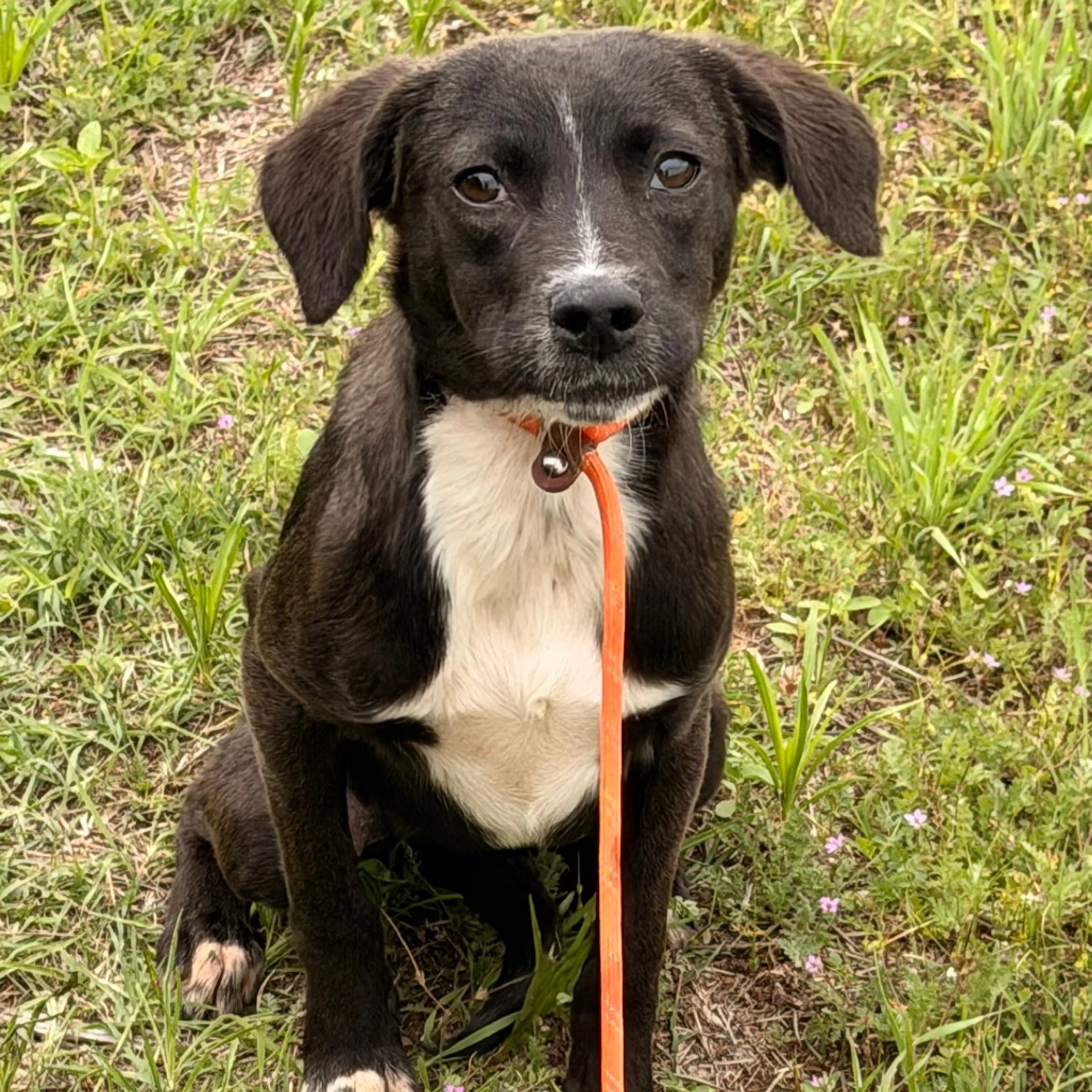 Found pet-2