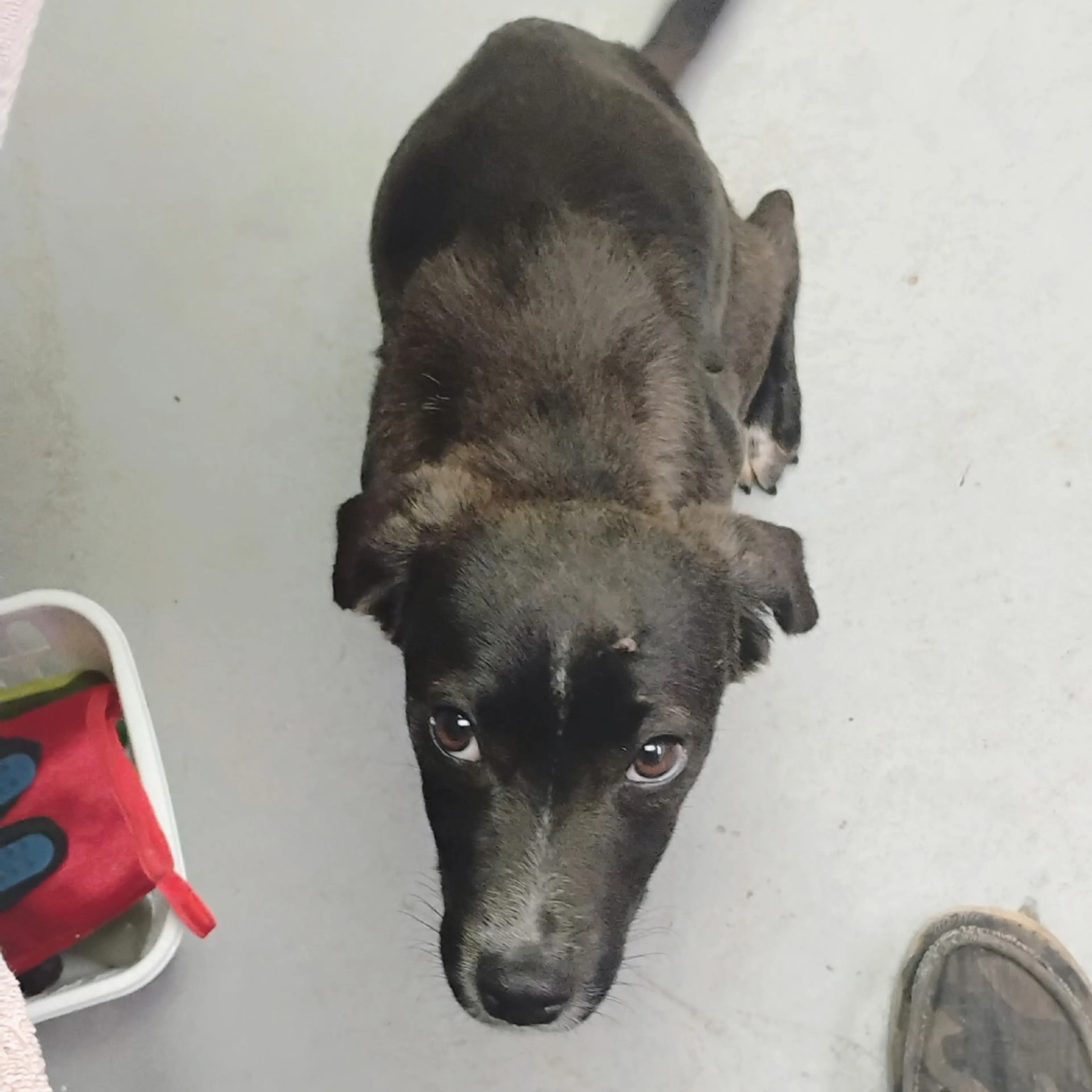 Found pet-1