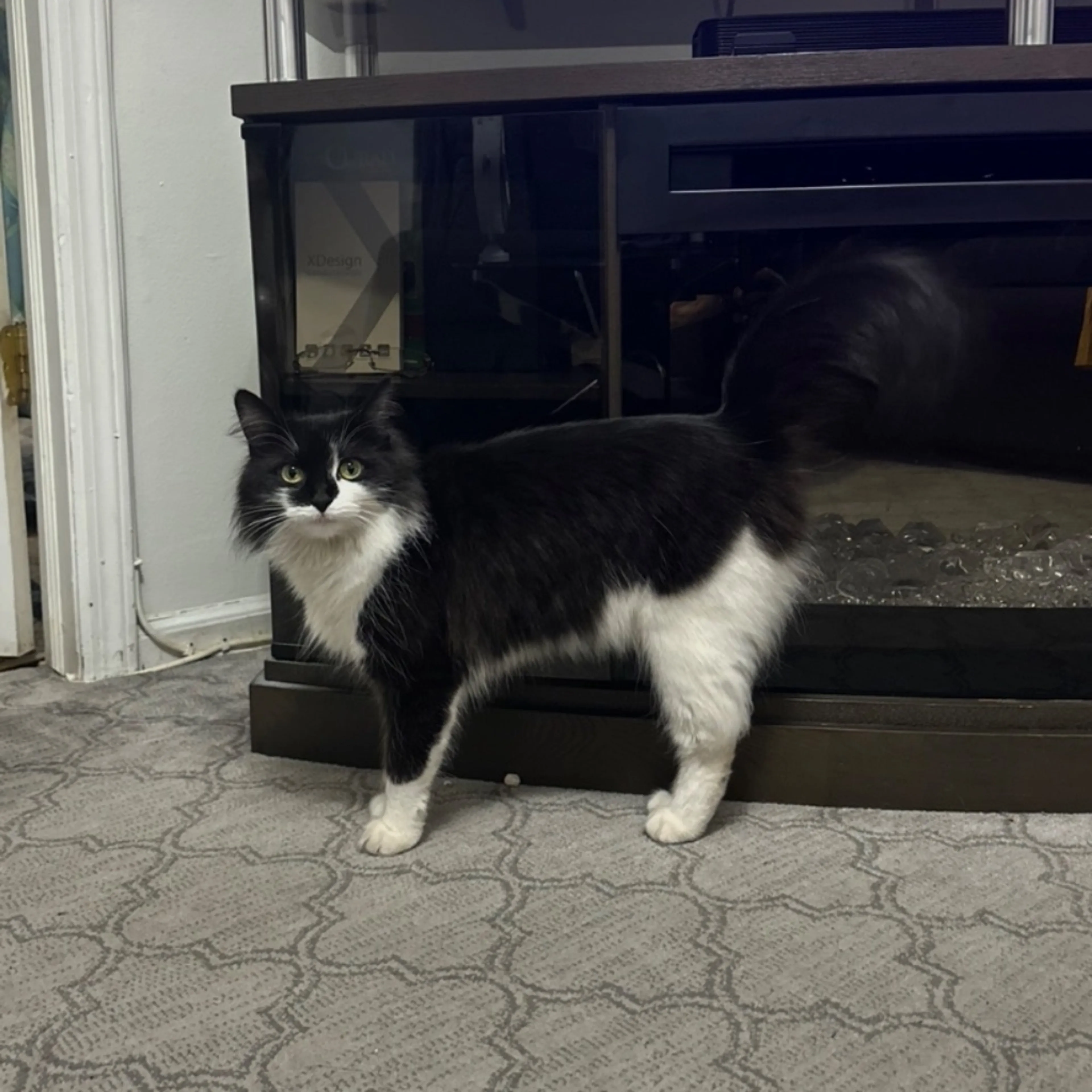 Lost pet