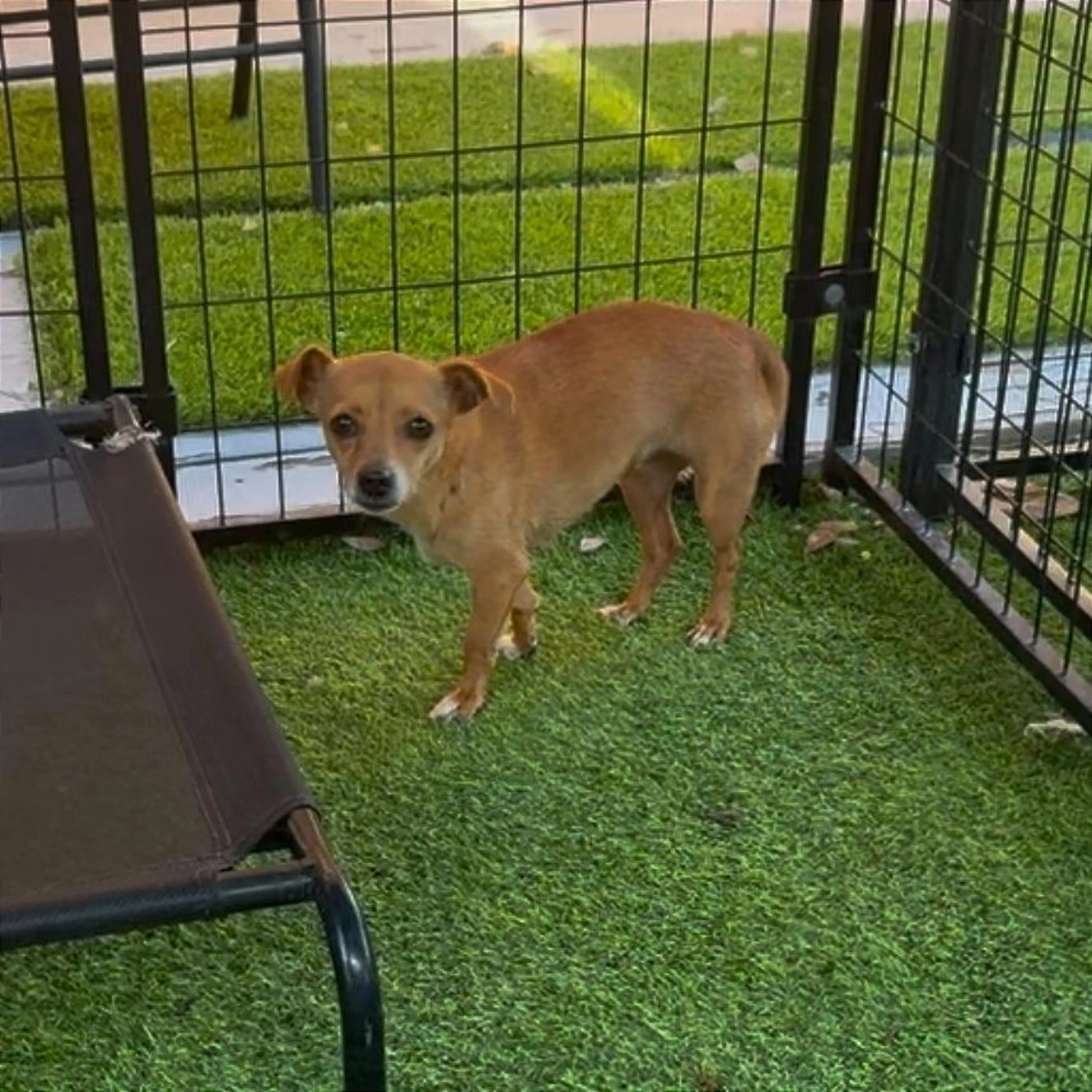 Found pet-5