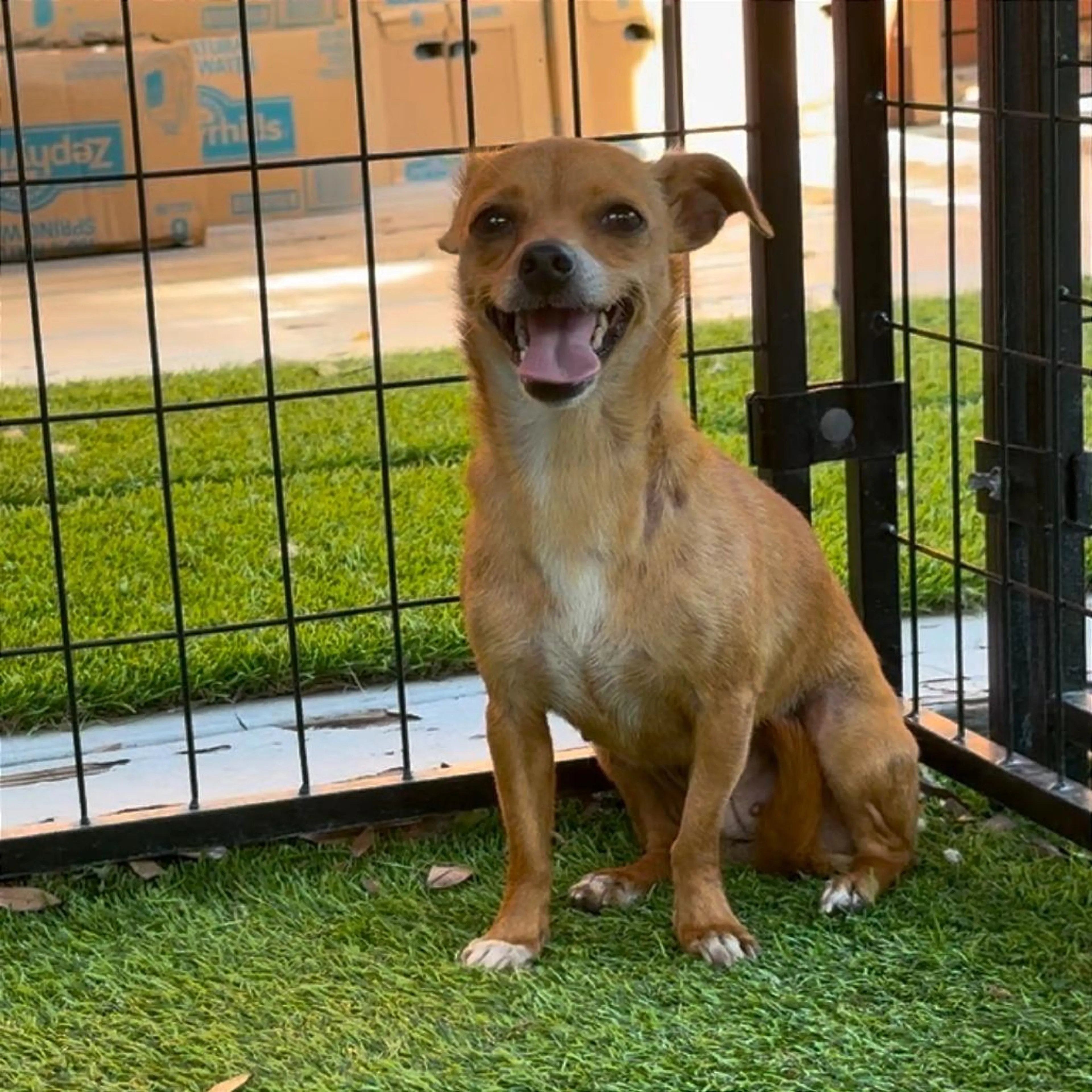 Found pet-2