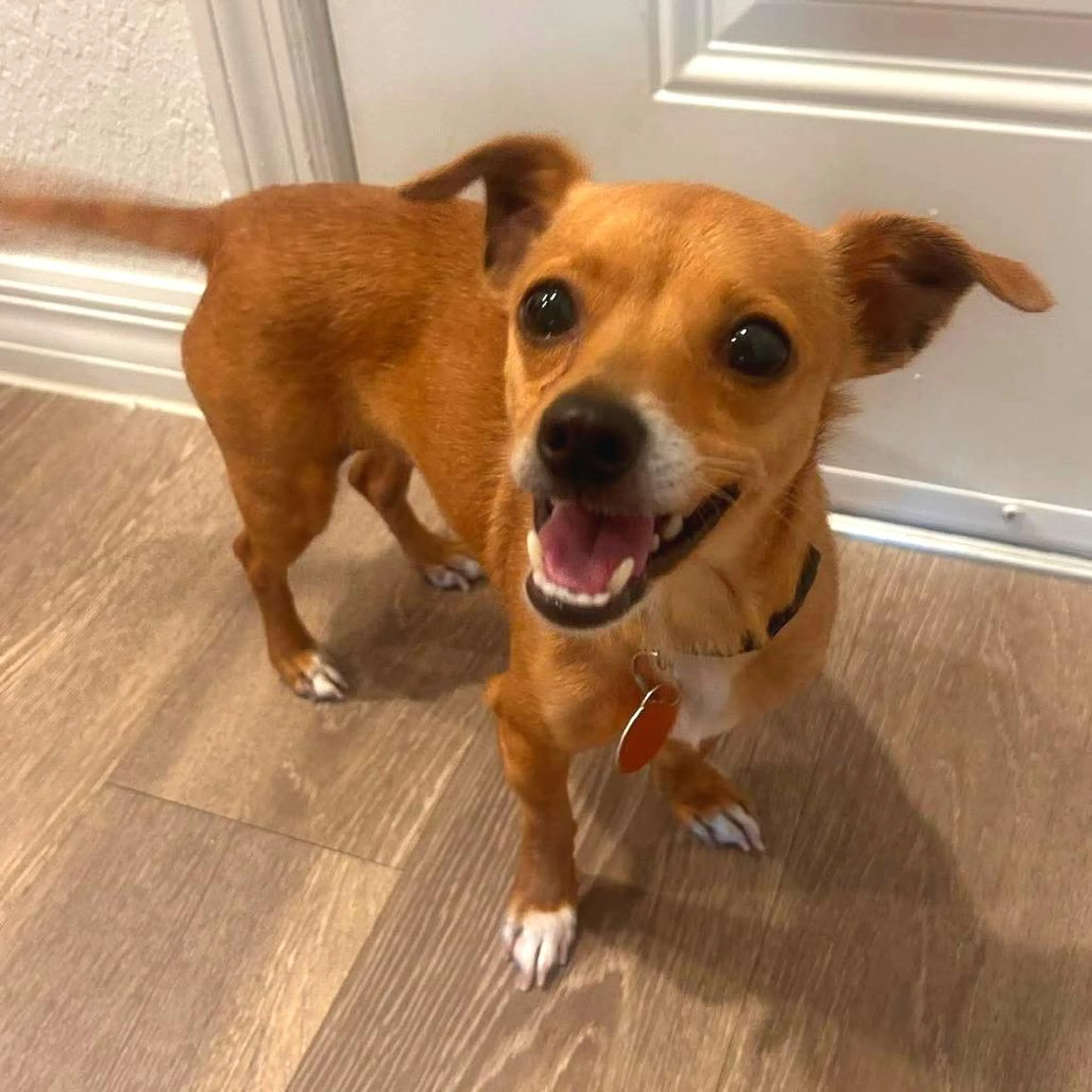 Found pet-1