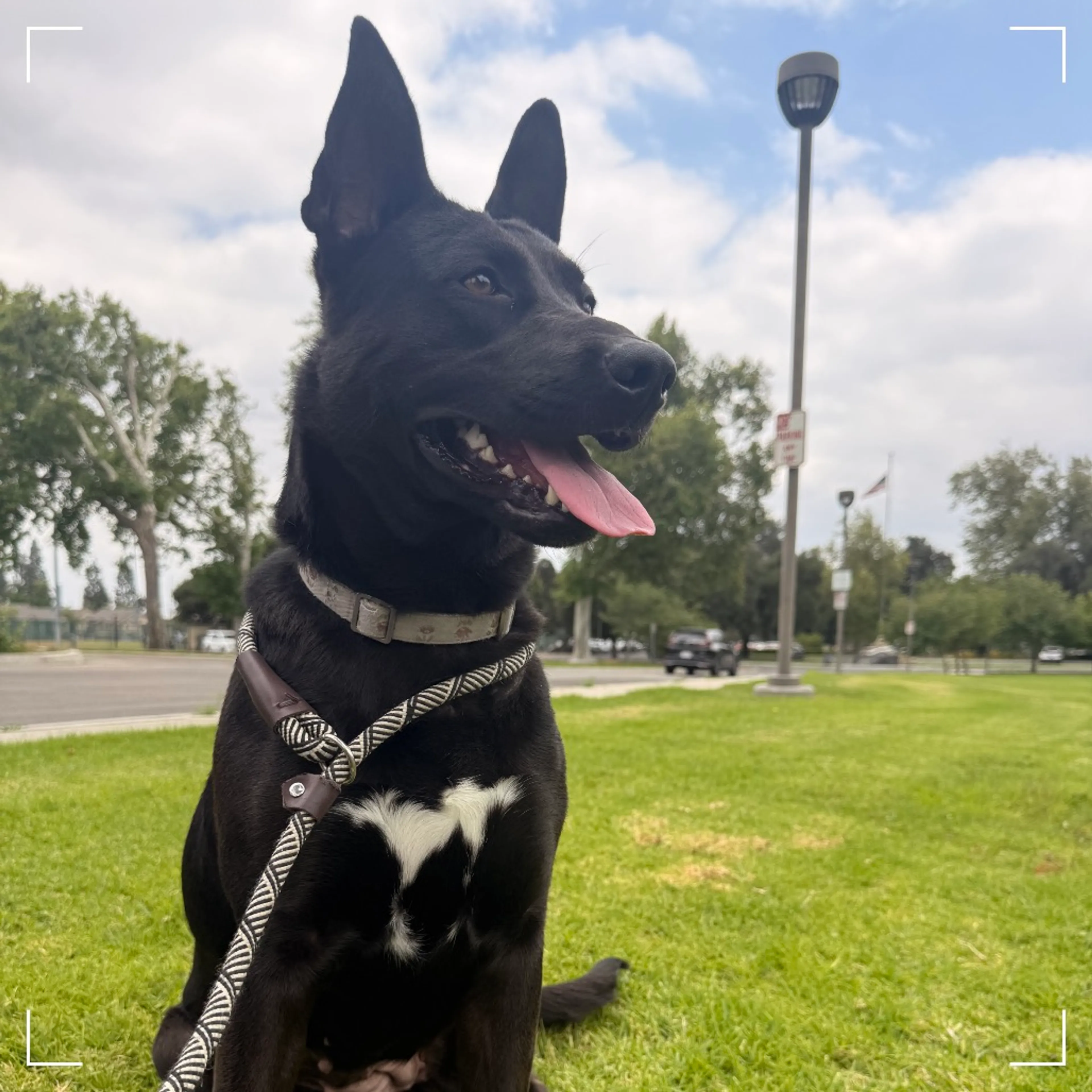Found pet-5