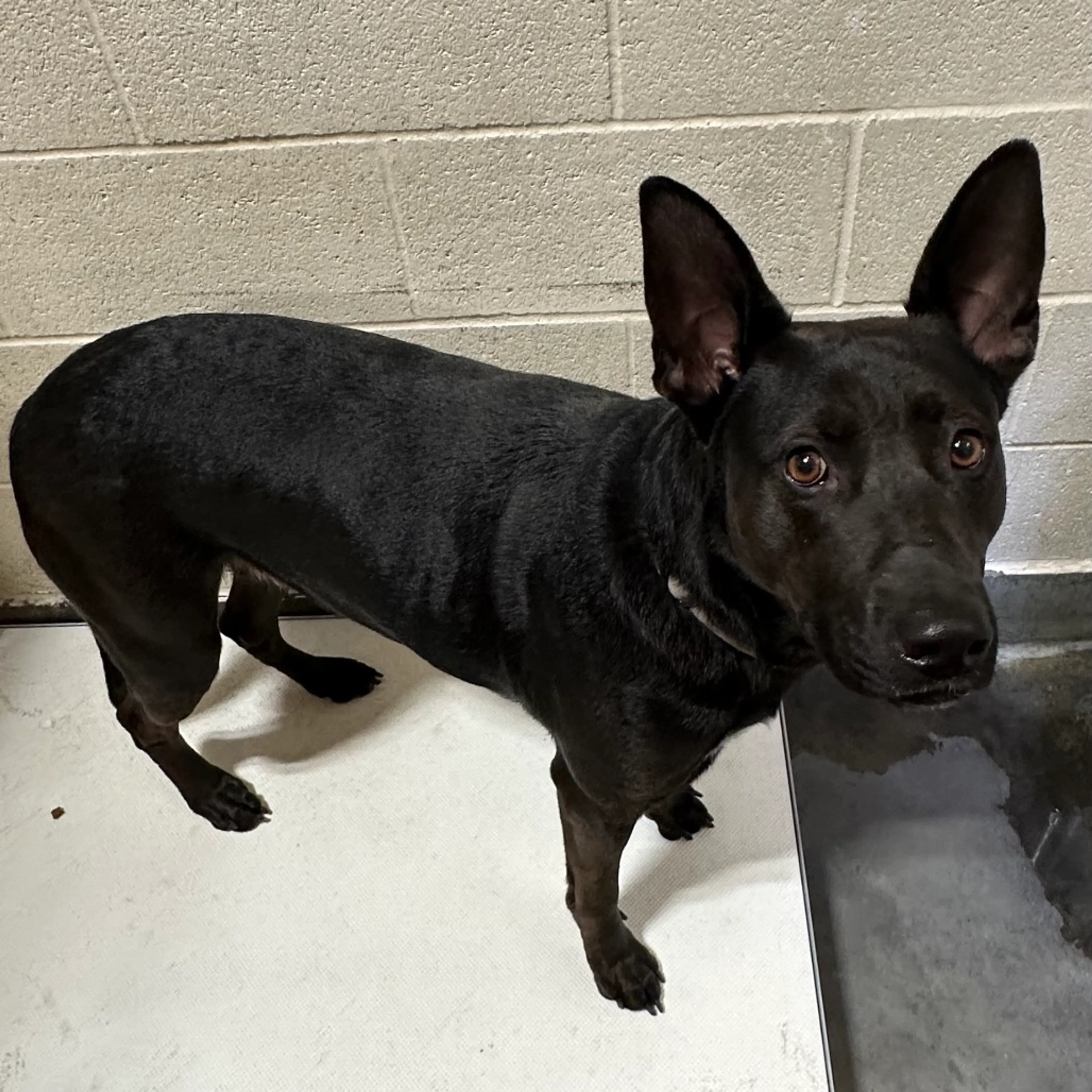 Found pet-2
