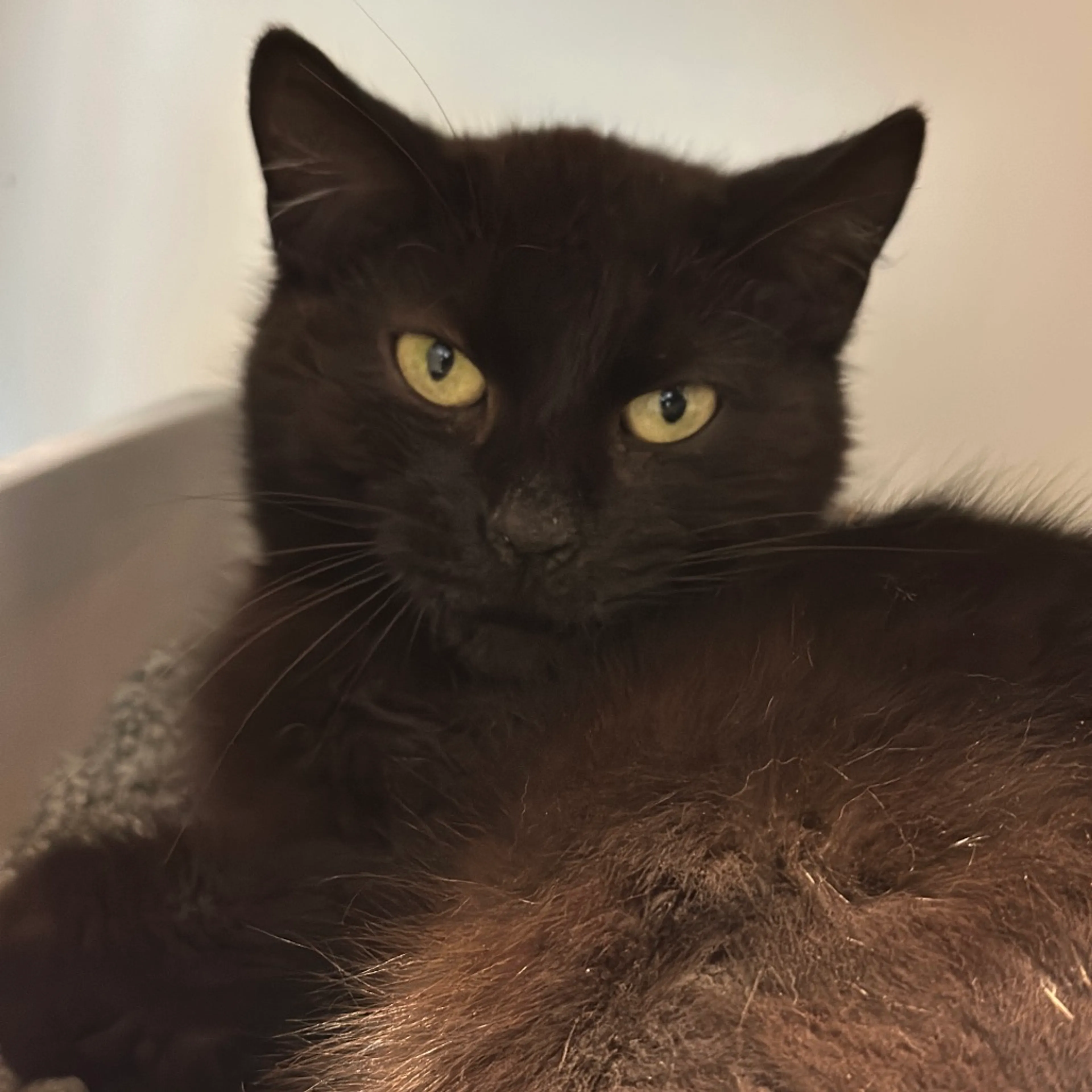 Found pet-2