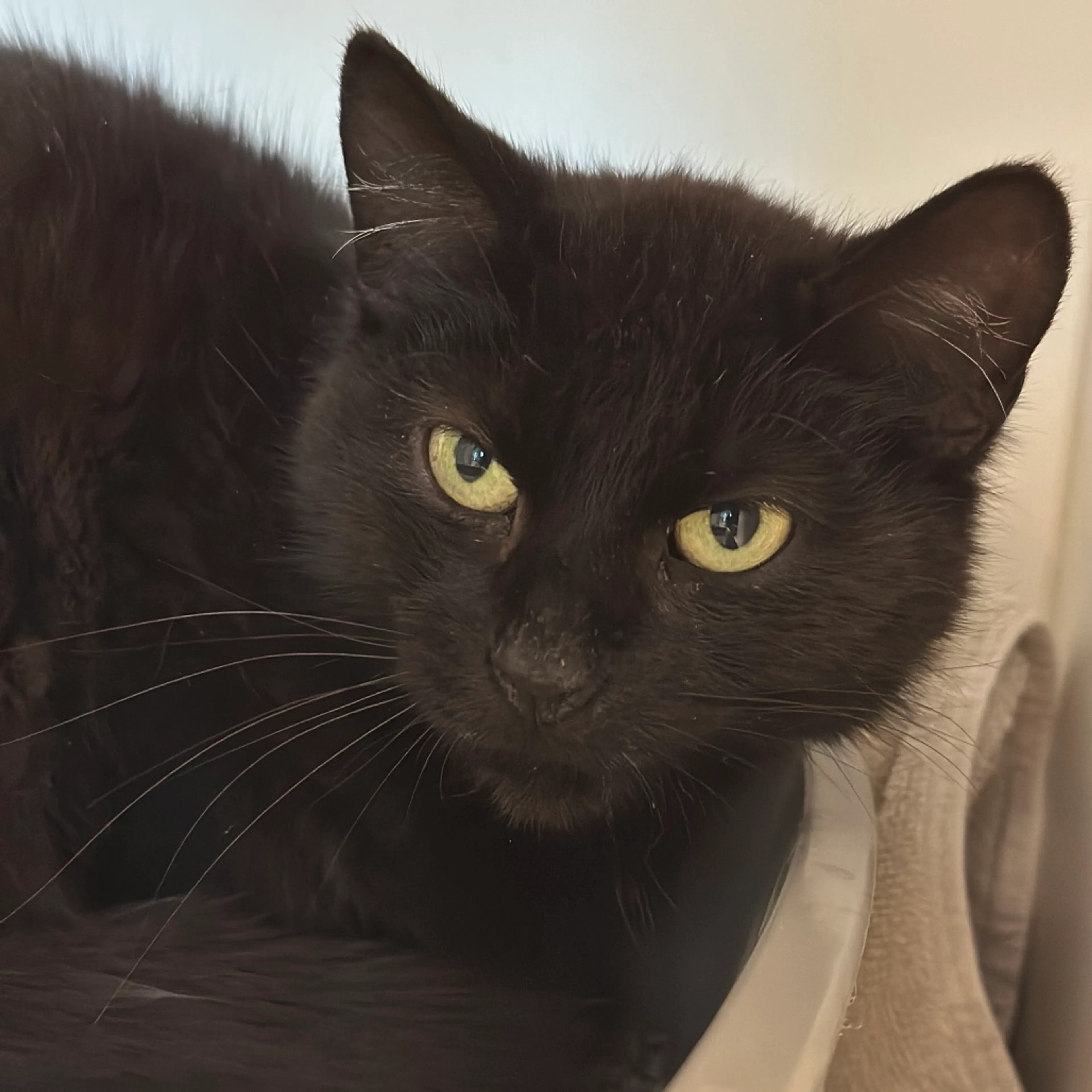 Found pet-1
